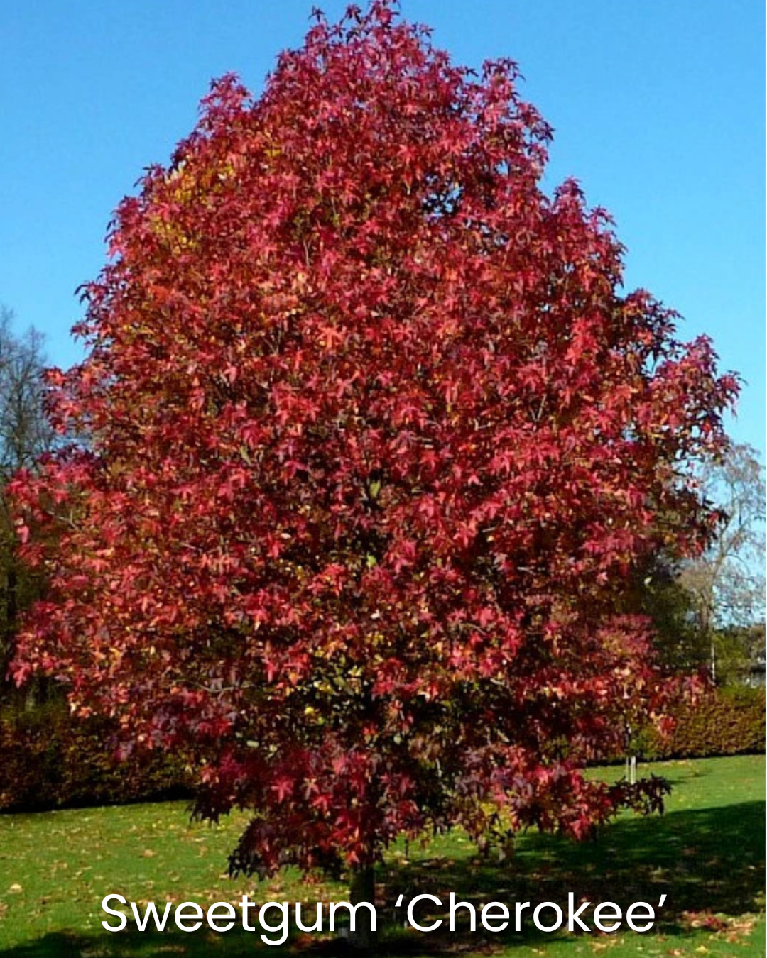 7.png