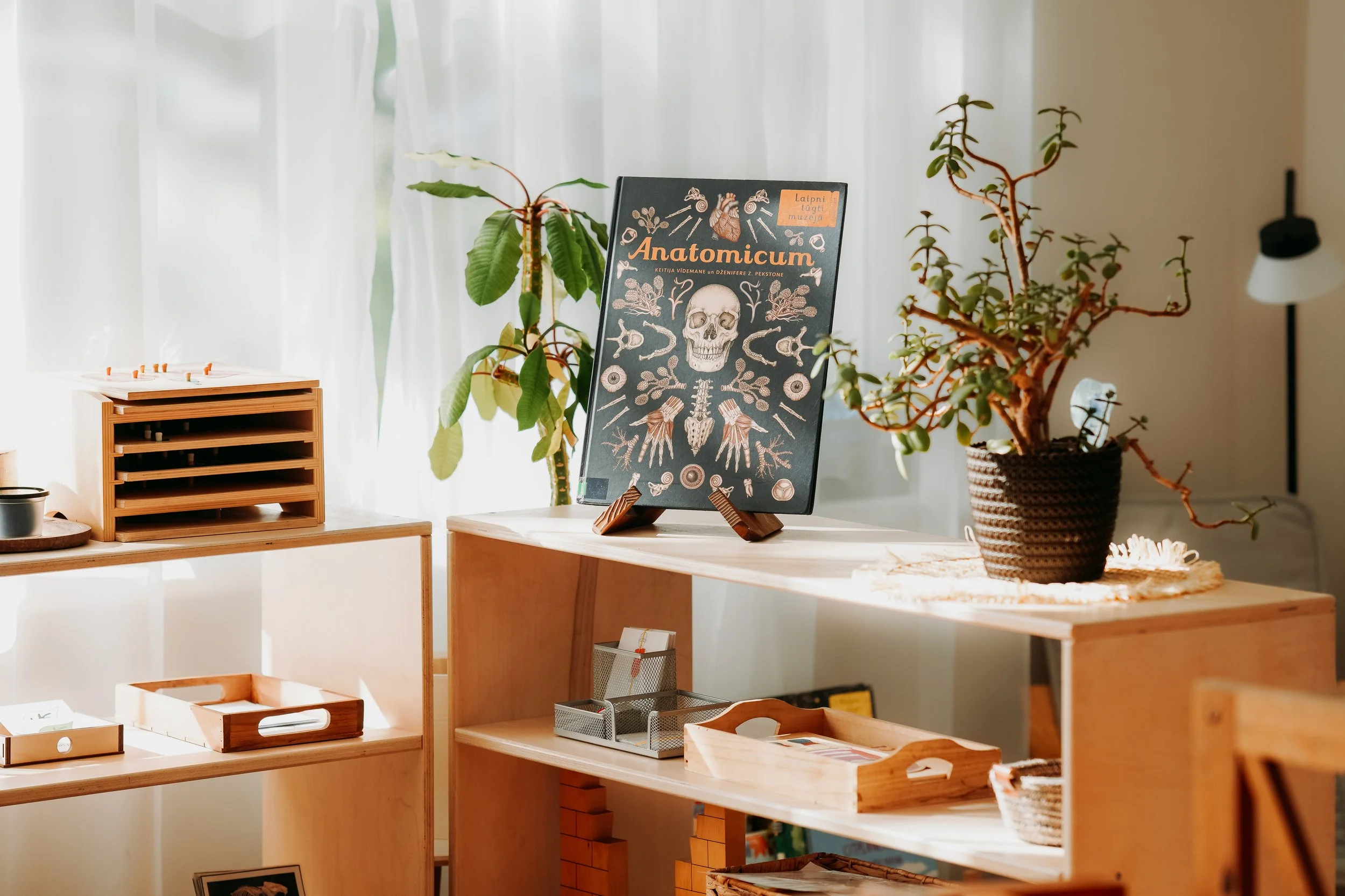 An indoor scene with wooden shelves, plants, and a book titled 'Anatomicum' on a stand. The background shows white curtains with sunlight streaming through.