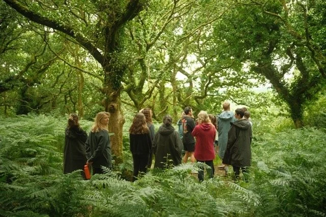 Group of people walking through a lush green forest with tall trees and ferns.