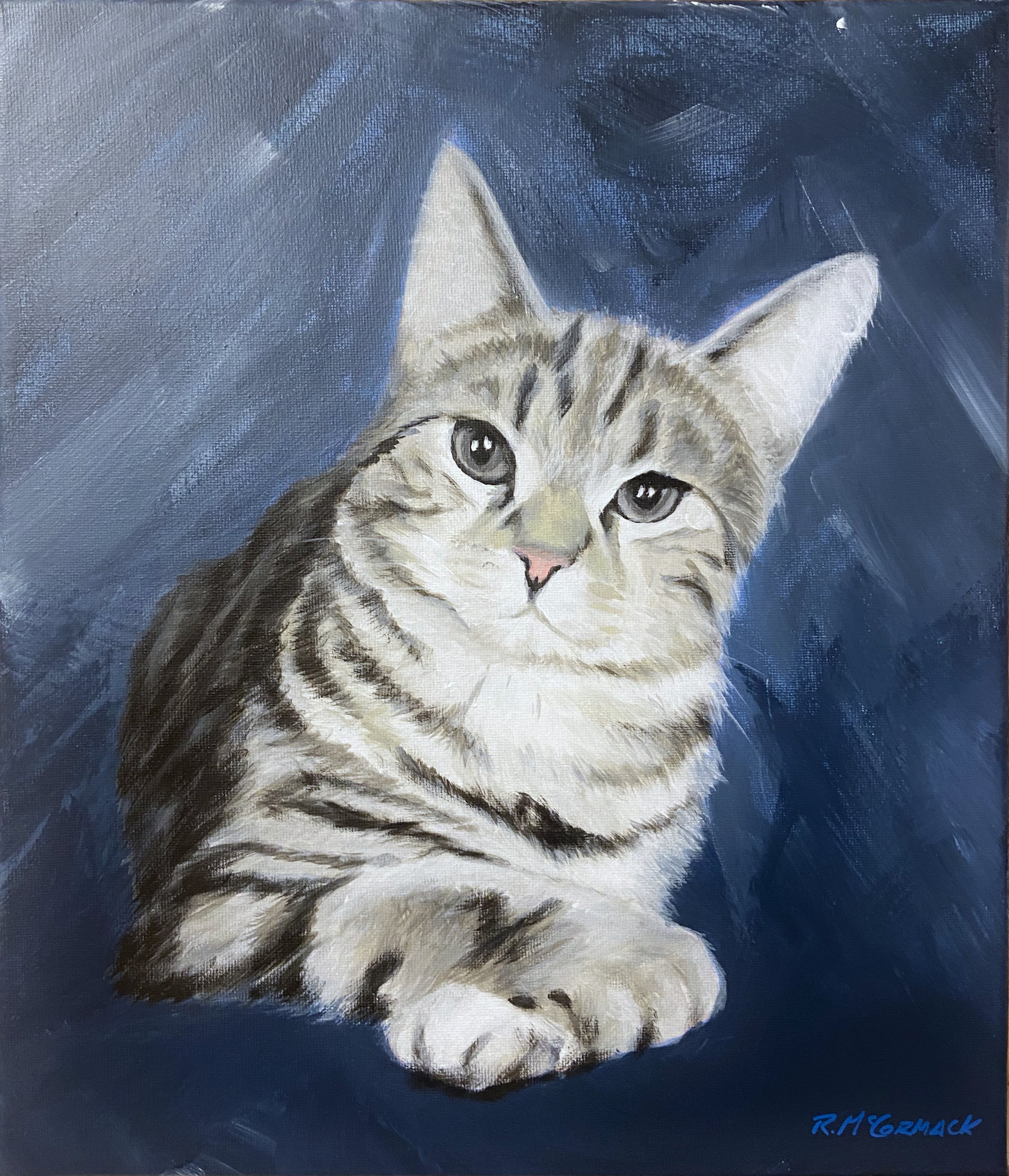 Curious cat in blue
