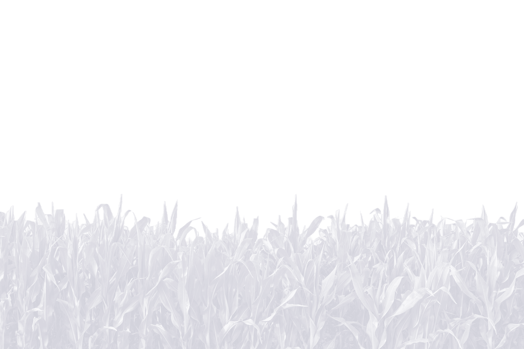 Corn field without Maize Chlorotic Mottle Virus_MCMV