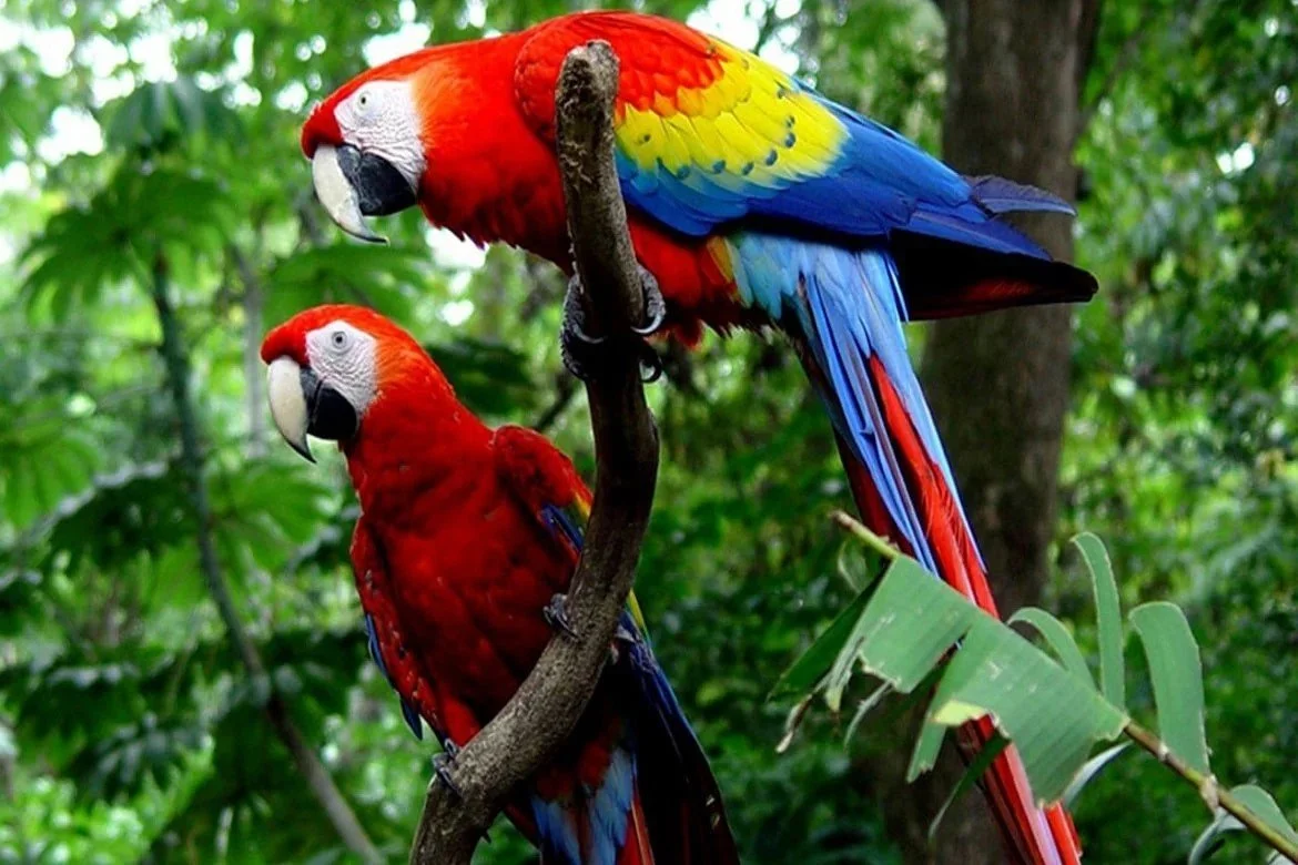 Two colorful macaw parrots perched on a branch in a lush green jungle.