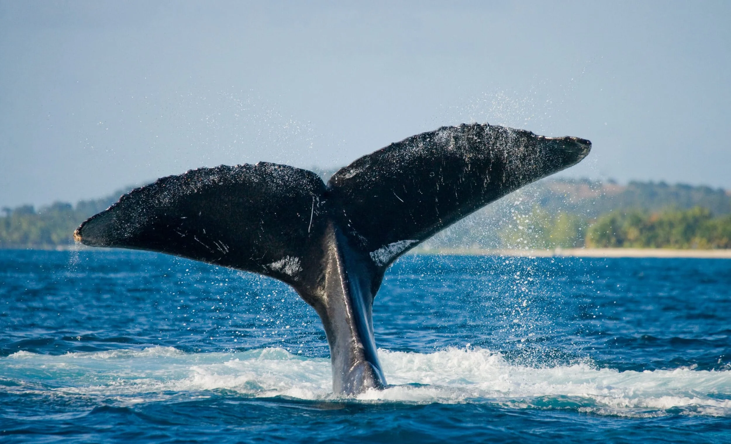 A whale's tail flukes coming out of the water, breaching the ocean surface with spray, against a backdrop of distant land and blue sky.