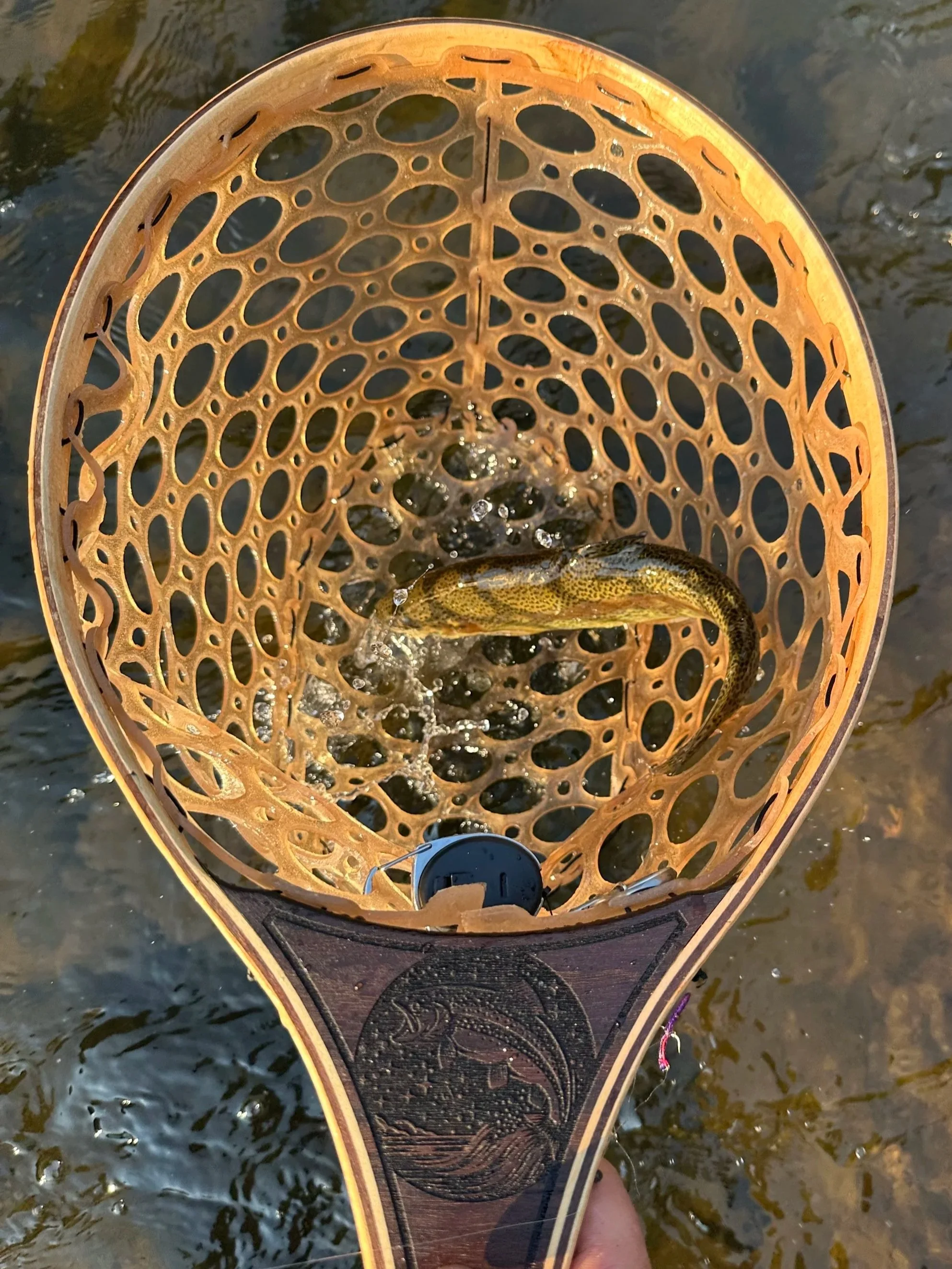Close-up of a fishing net with a fish caught in a river, seen from above.