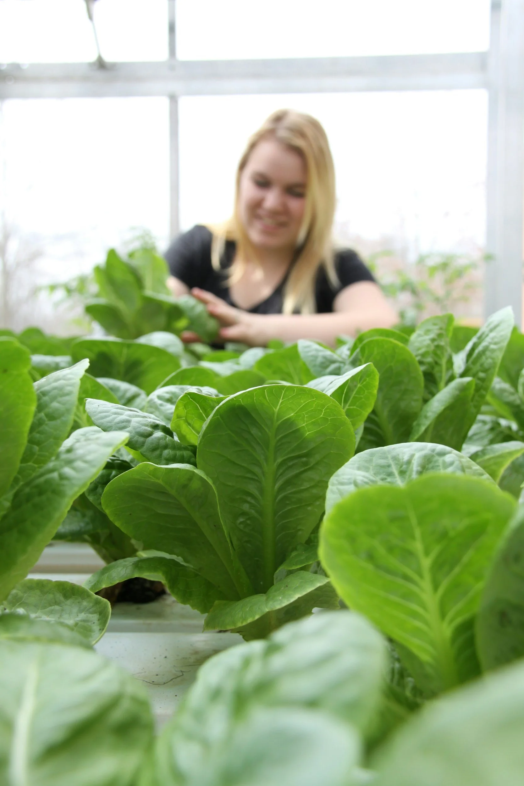 A young woman tending to green lettuce plants in a greenhouse.