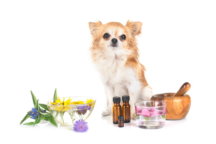 Veterinary Compounding Pharmacy Maryland