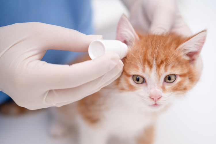 Methimazole Transdermal Gel for Cats in Virginia