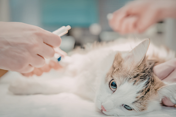How to Get Methimazole Gel for Cats From a Maryland Pharmacy