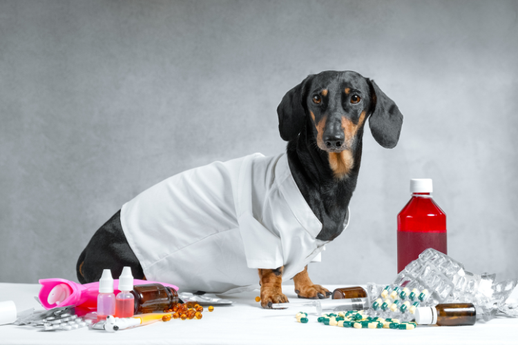 Veterinary Compounding Pharmacy in Martinsburg, WV: How It Works