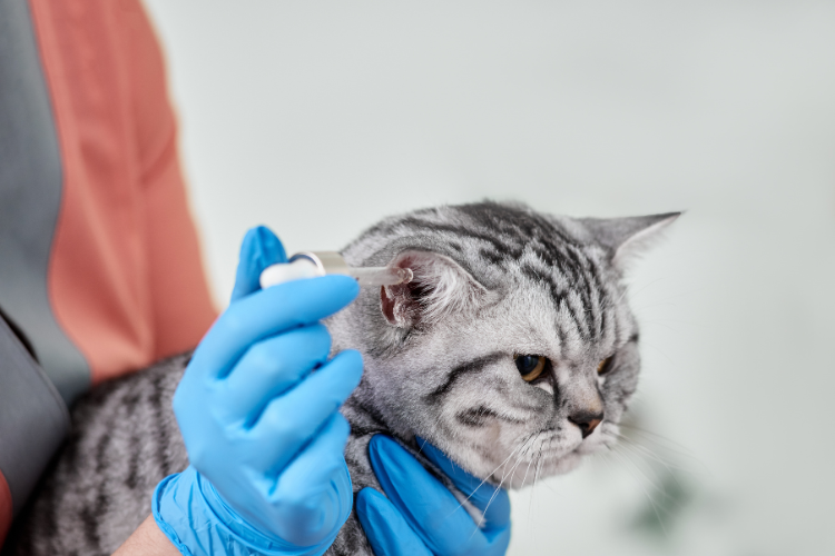 Veterinary Compounding Pharmacy in Annapolis, MD: A First-Time Pet Owner's Guide