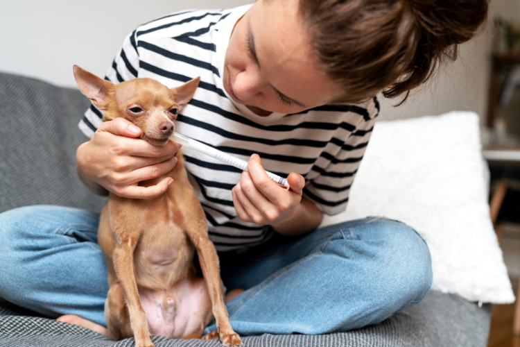 Veterinary Compounding Pharmacy Services in West Virginia