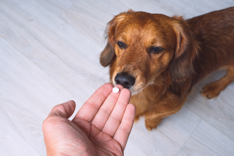 Veterinary Compounding Pharmacy in Maryland Near Me