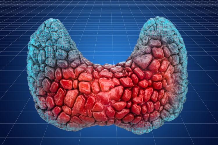3D illustration of the thyroid gland