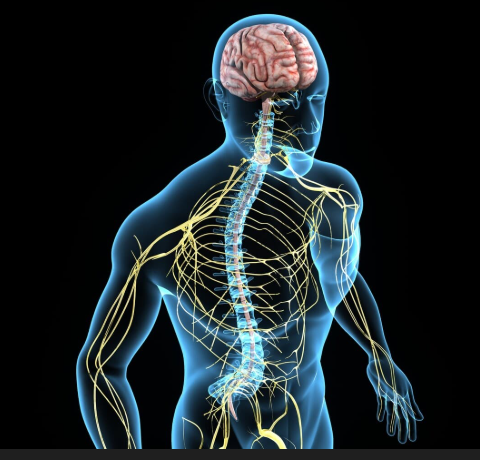 Acupuncture and the Nervous System - and why it matters!