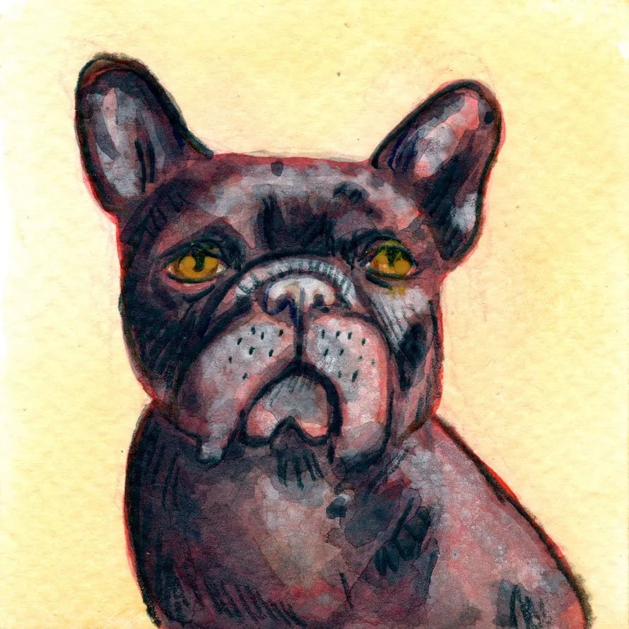 dog-portrait-french-bull-dog.jpg