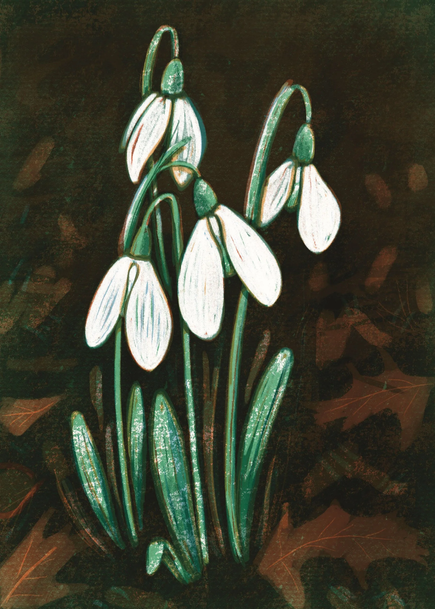 snowdrops-jan-2026-web.jpg