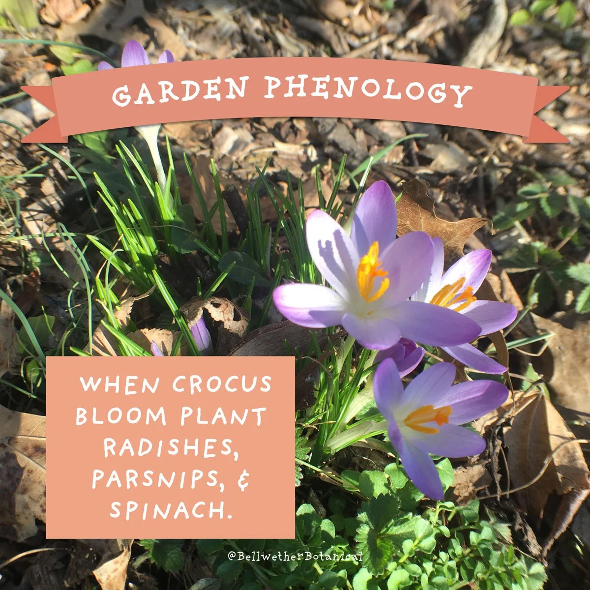 crocus-phenology.jpg