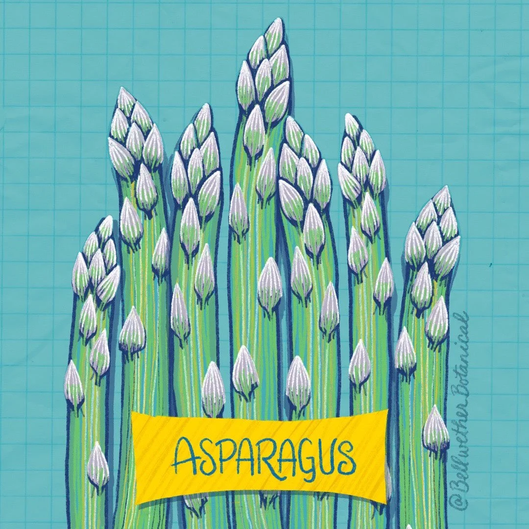 asparagus-IMG_5710.jpg