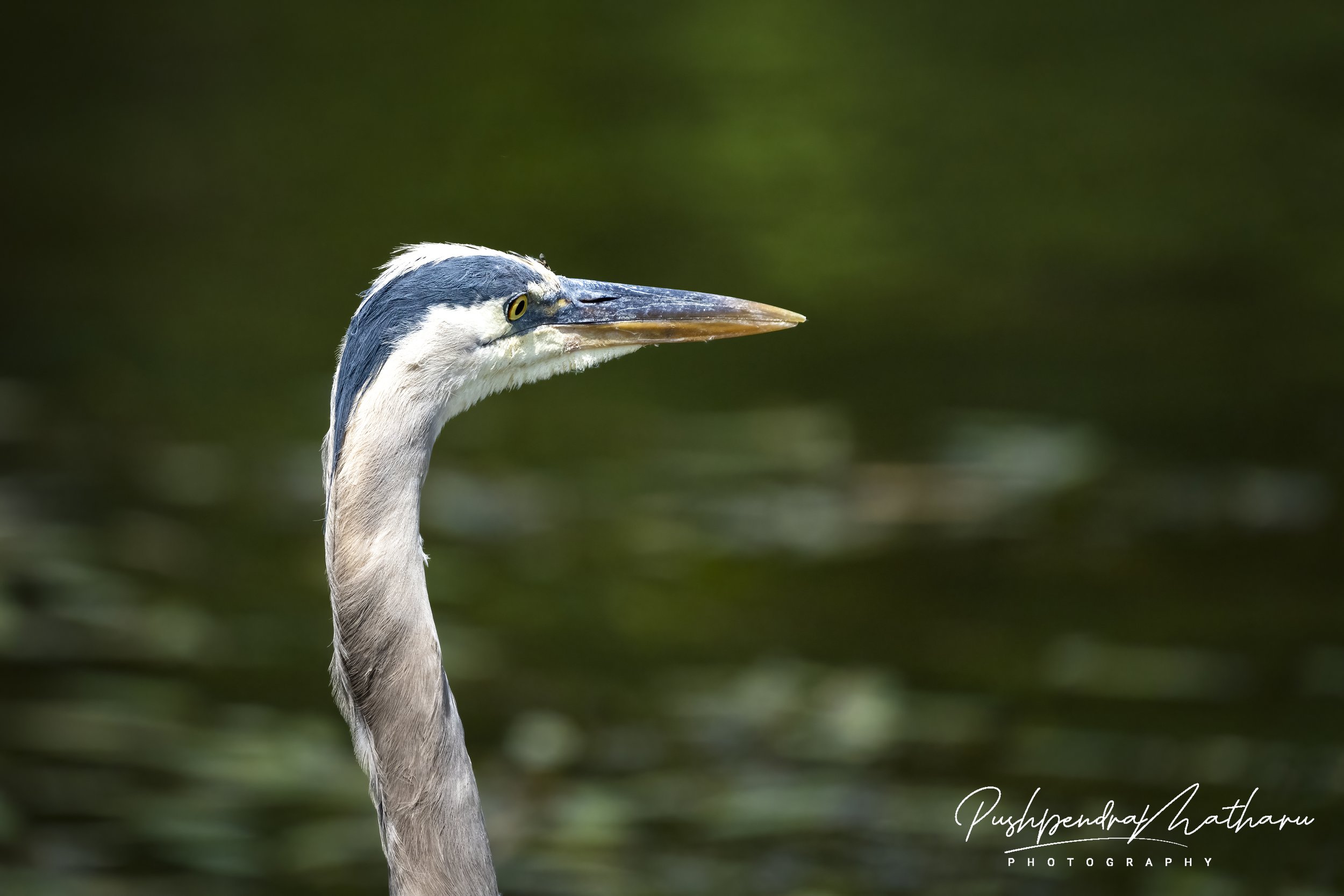 Great Blue Heron