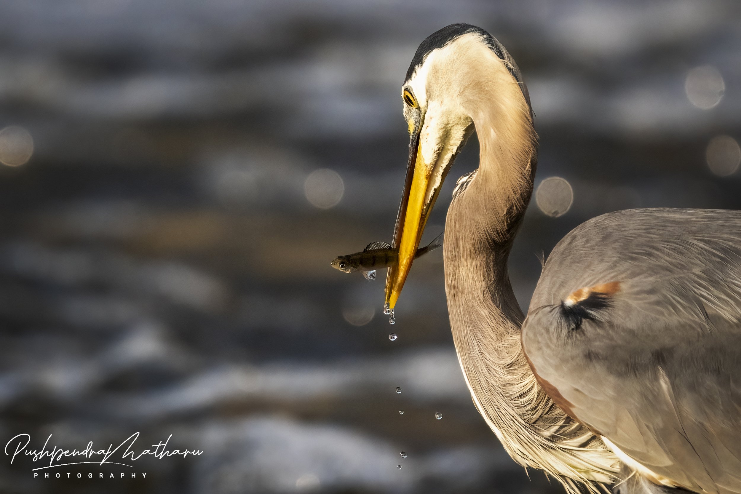 Great Blue Heron with fish