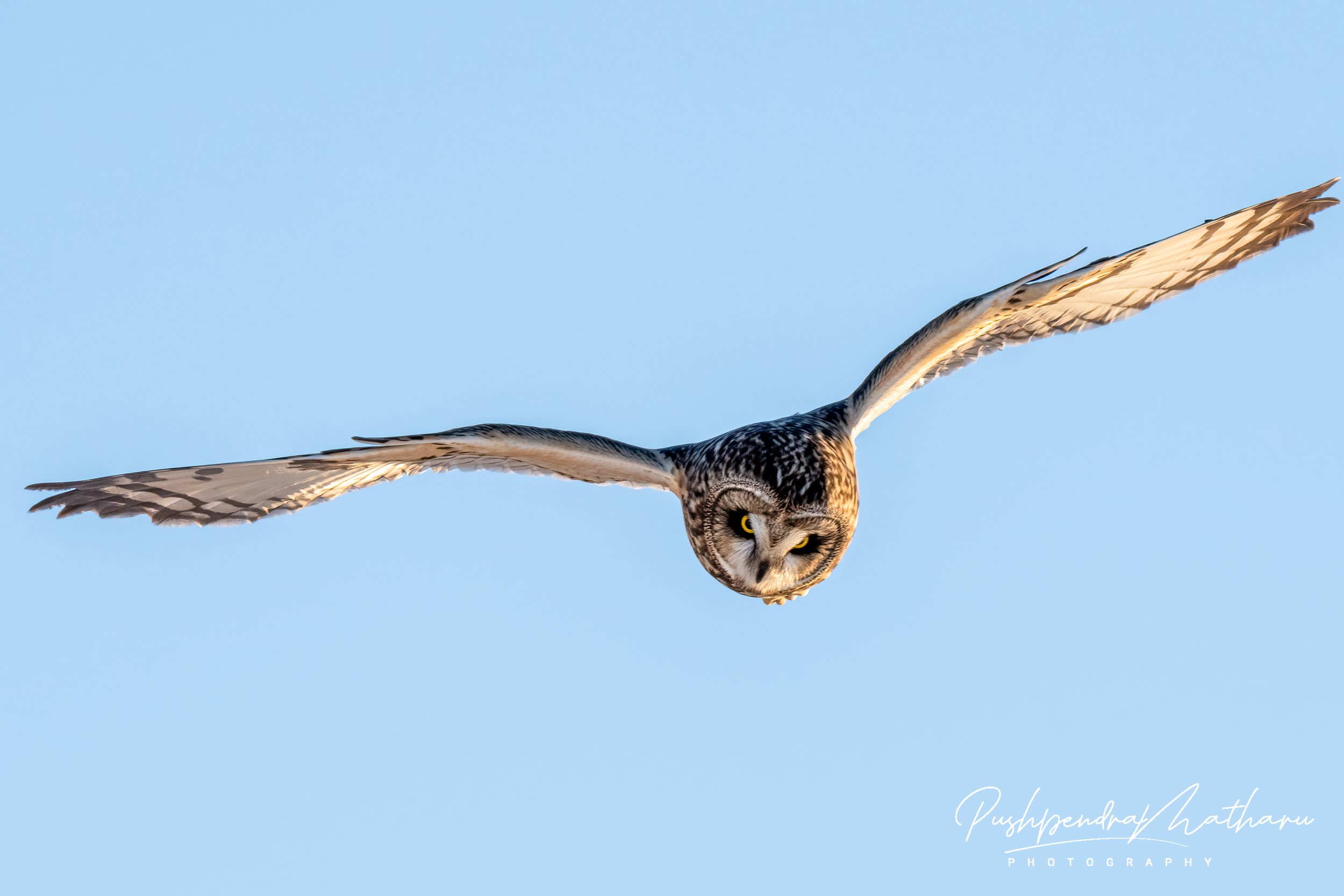 Short Eared Owl