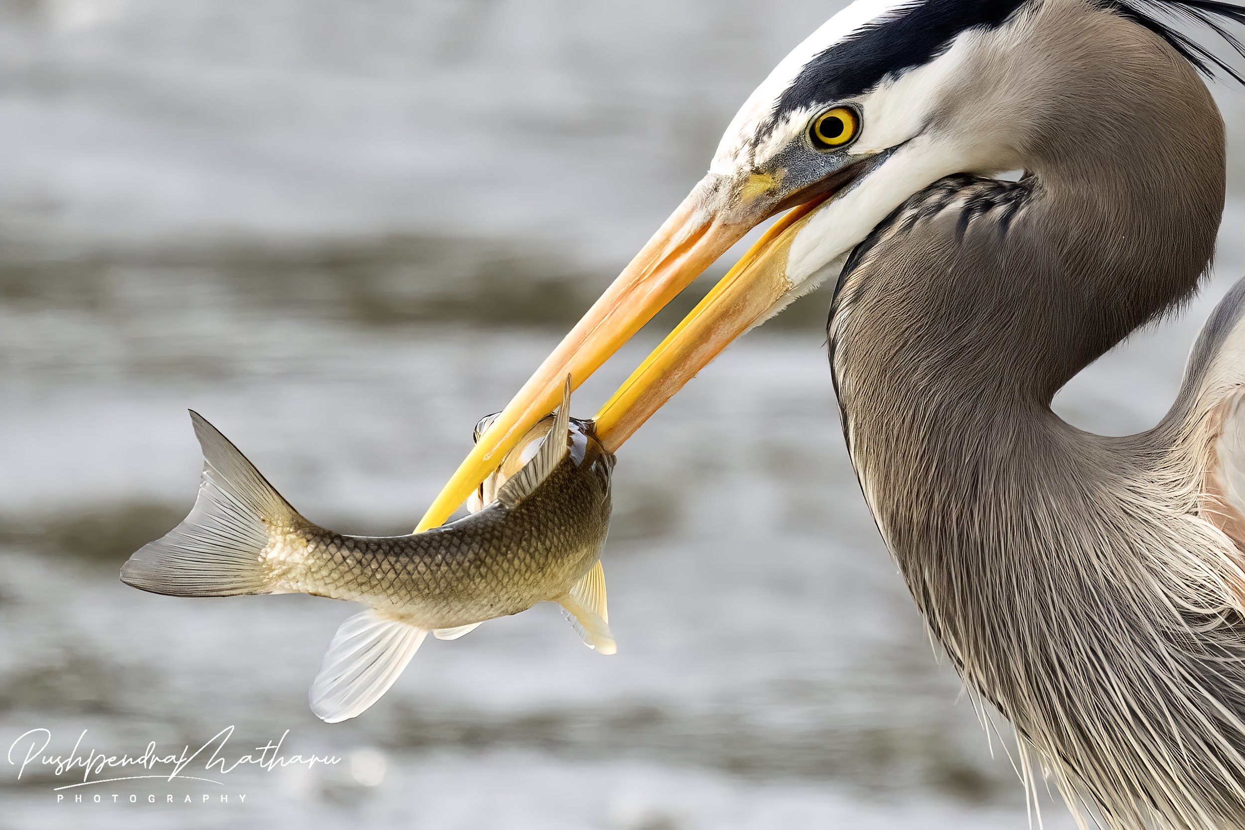 Great Blue Heron with fish