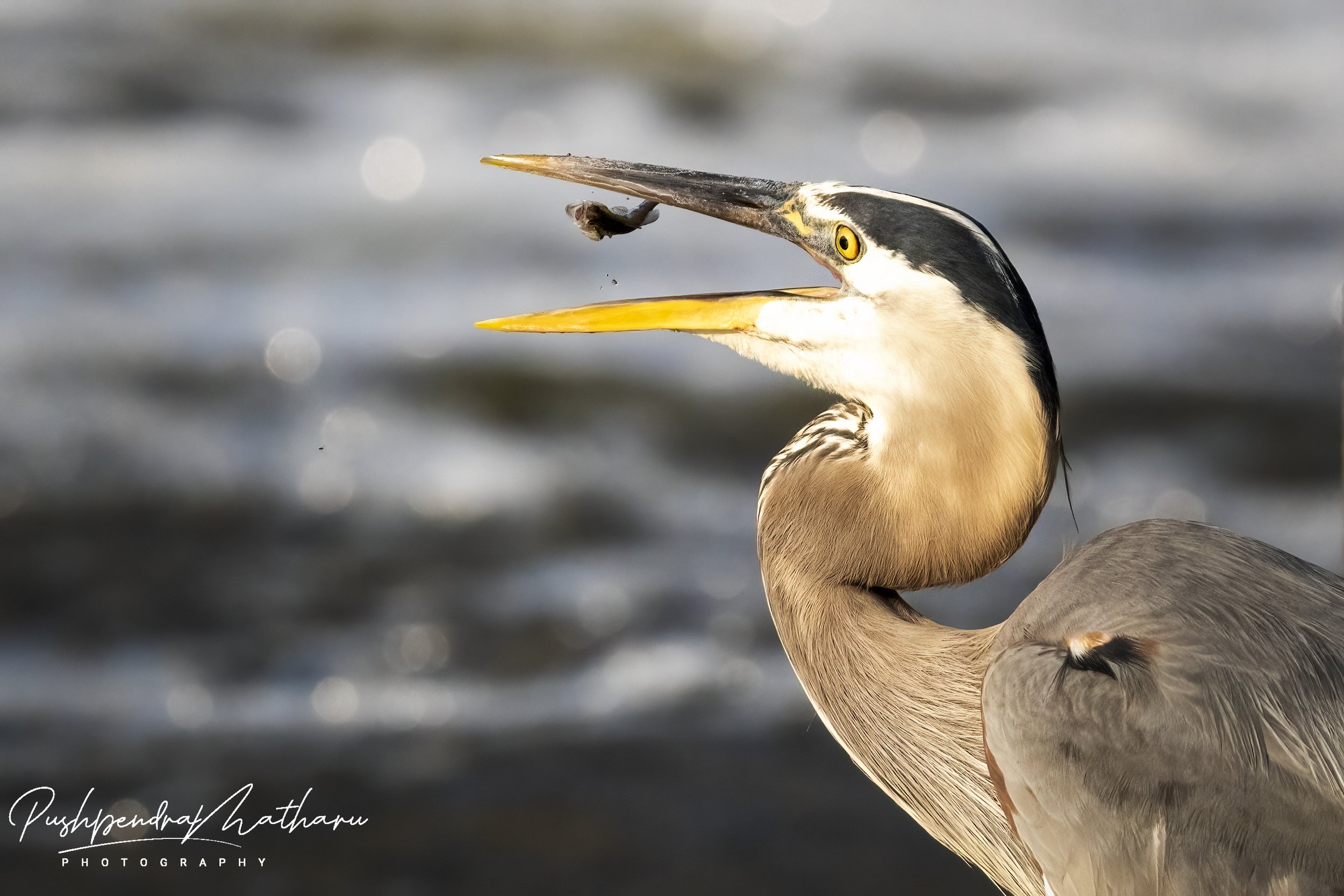Great Blue Heron with fish