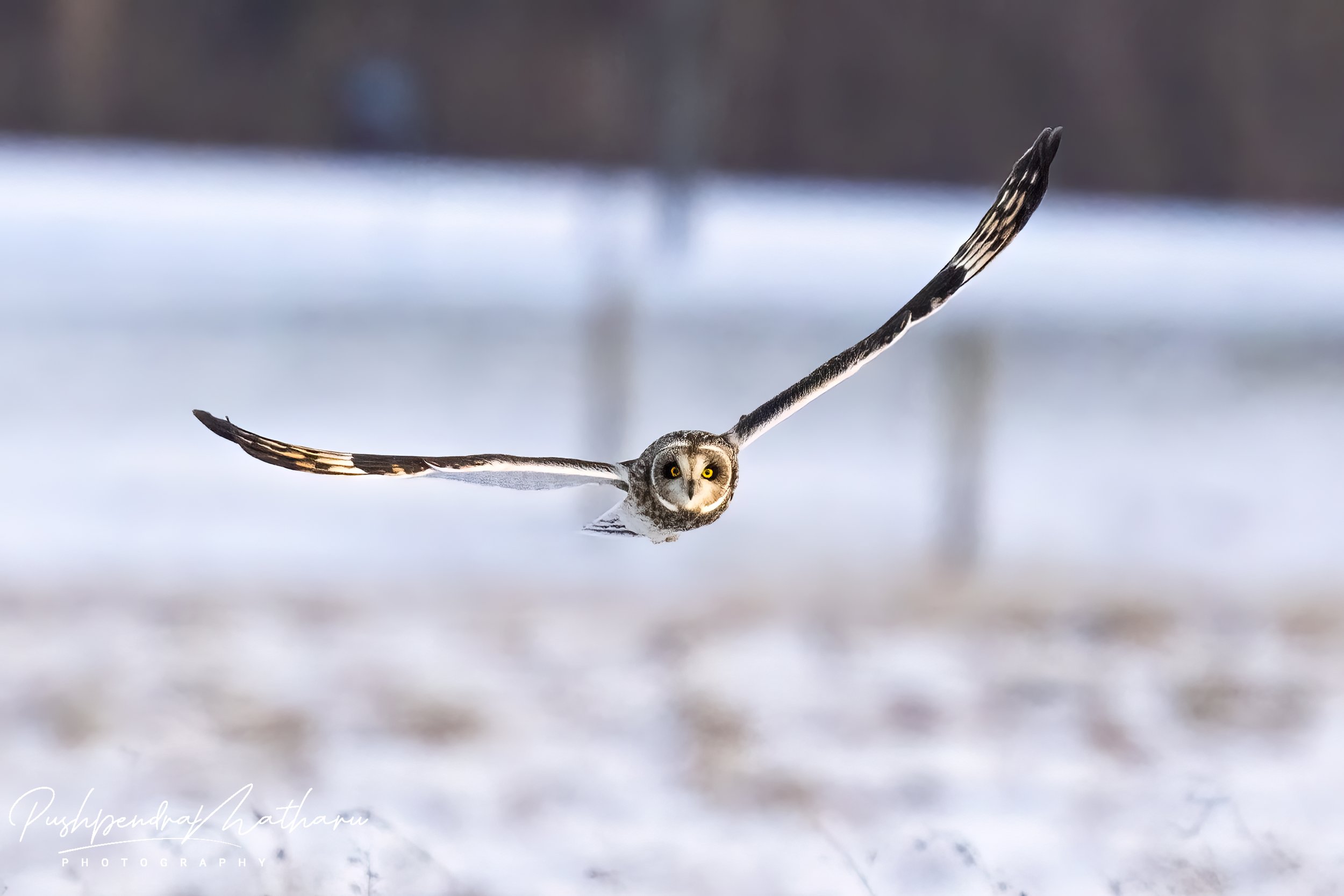 Short Eared Owl in snow