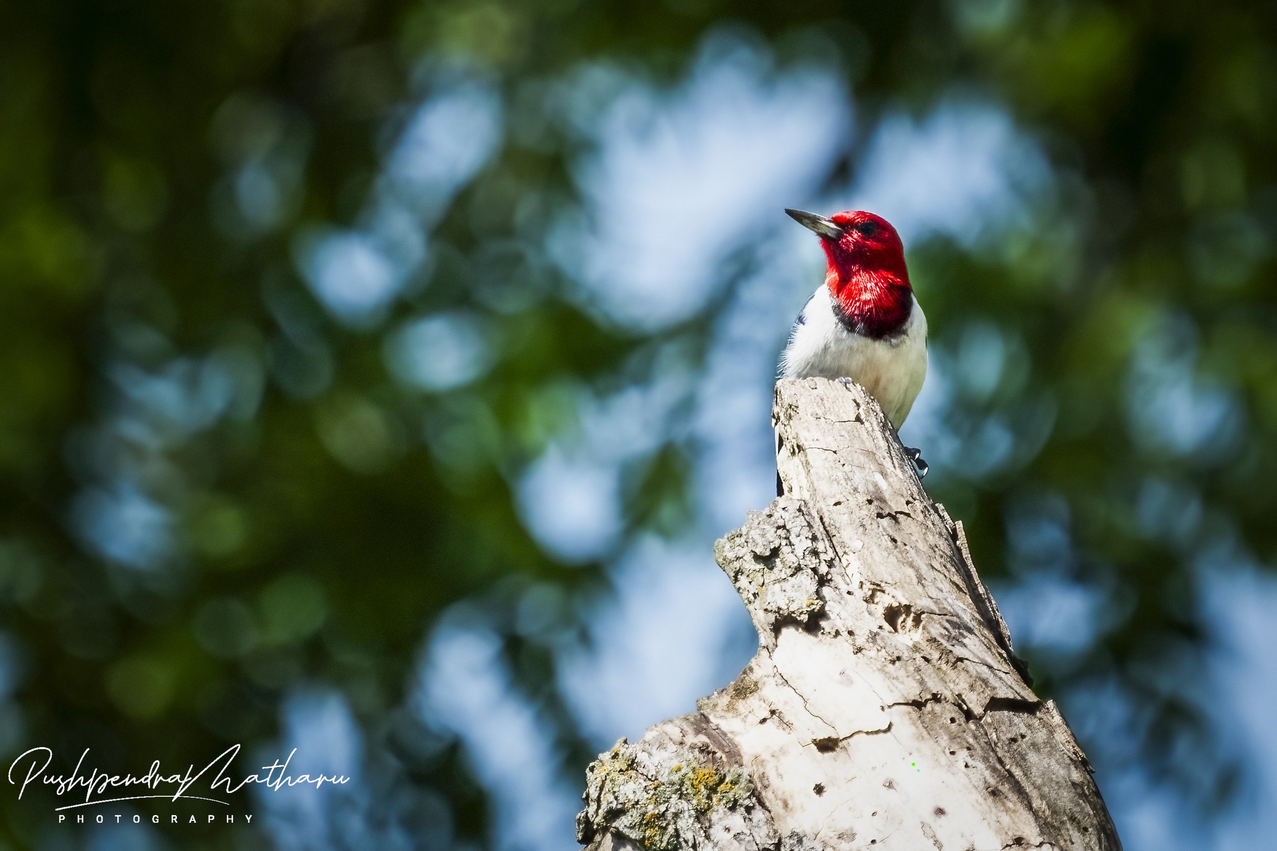 Red Headed Woodpecker