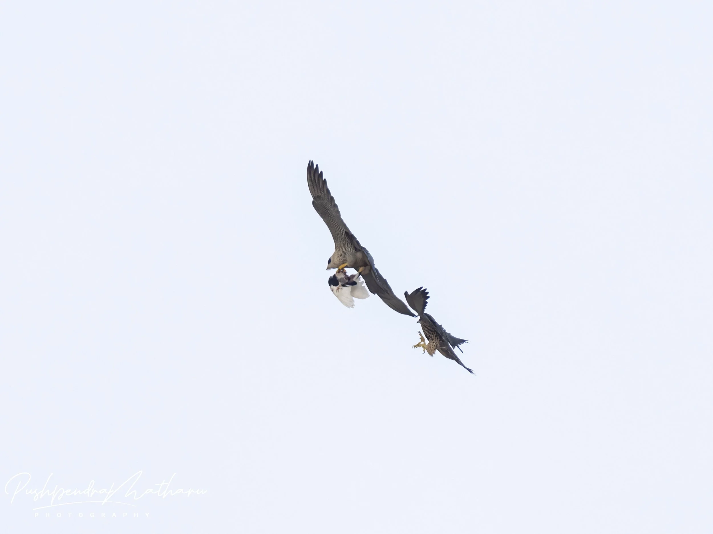 Peregrine Falcon