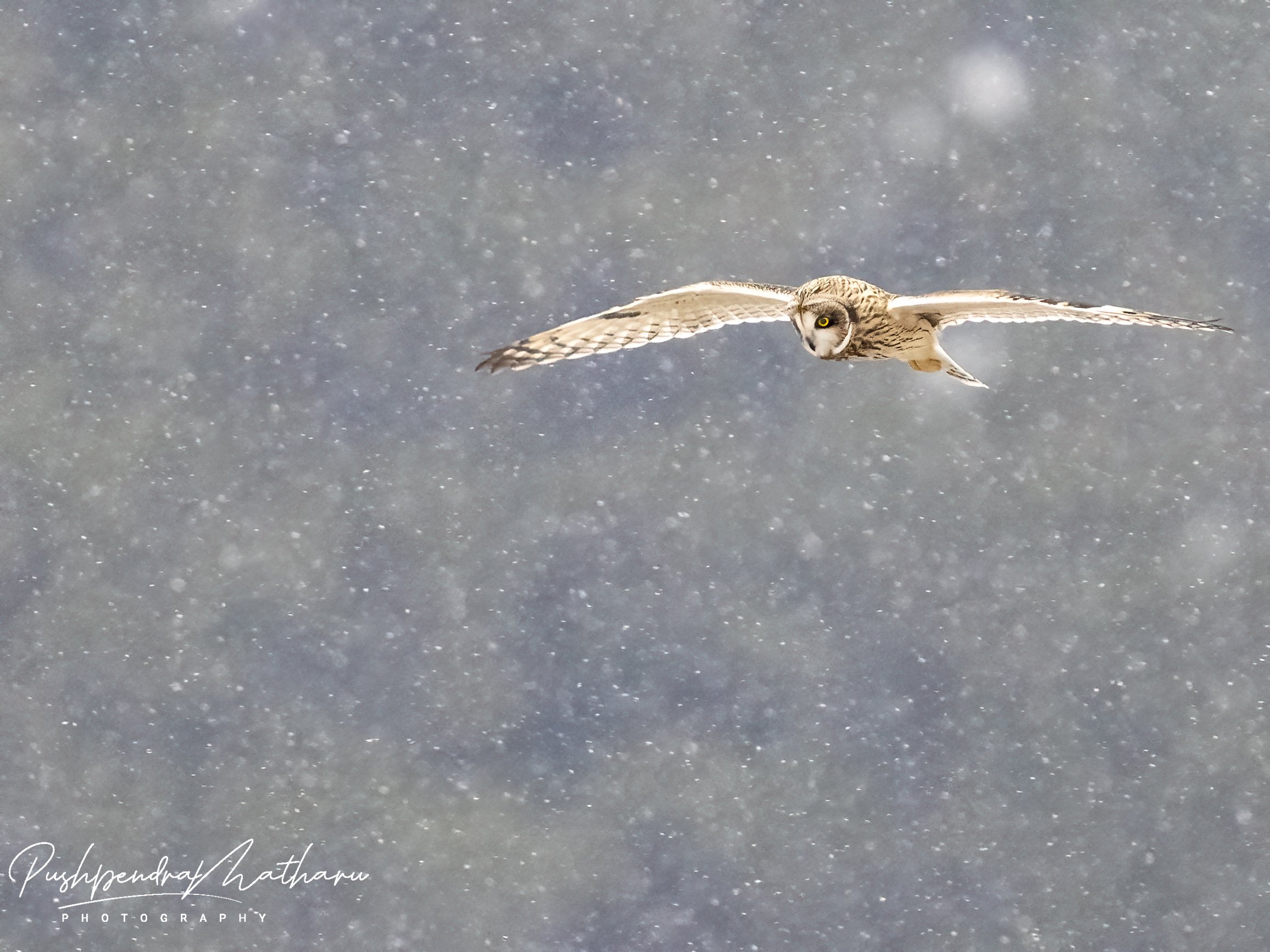 Short Eared Owl in snow