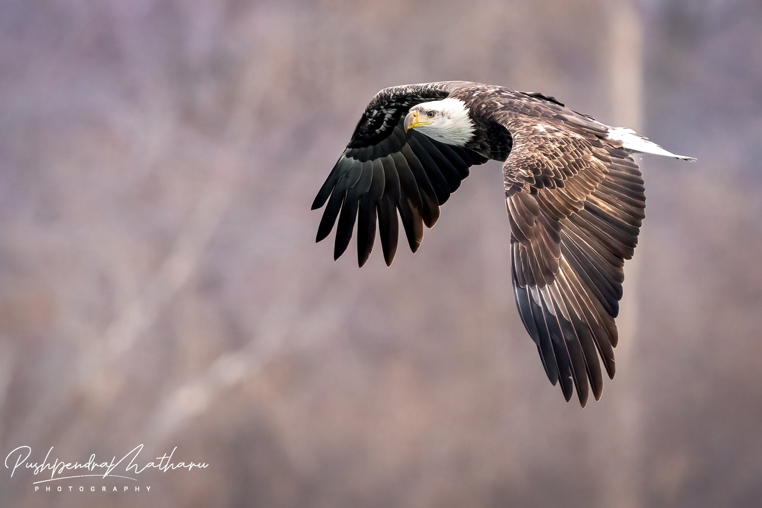 Bald Eagle in winter wonderland