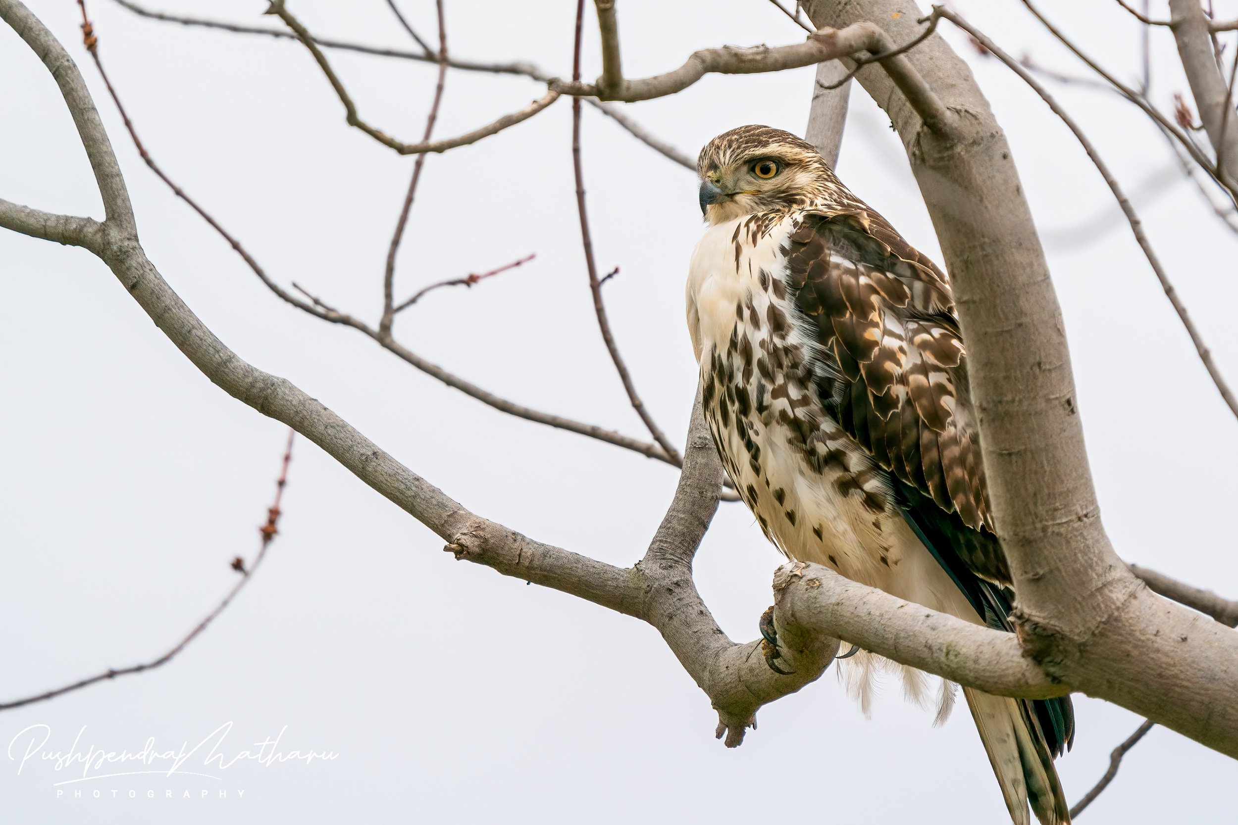 Red Tailed Hawk