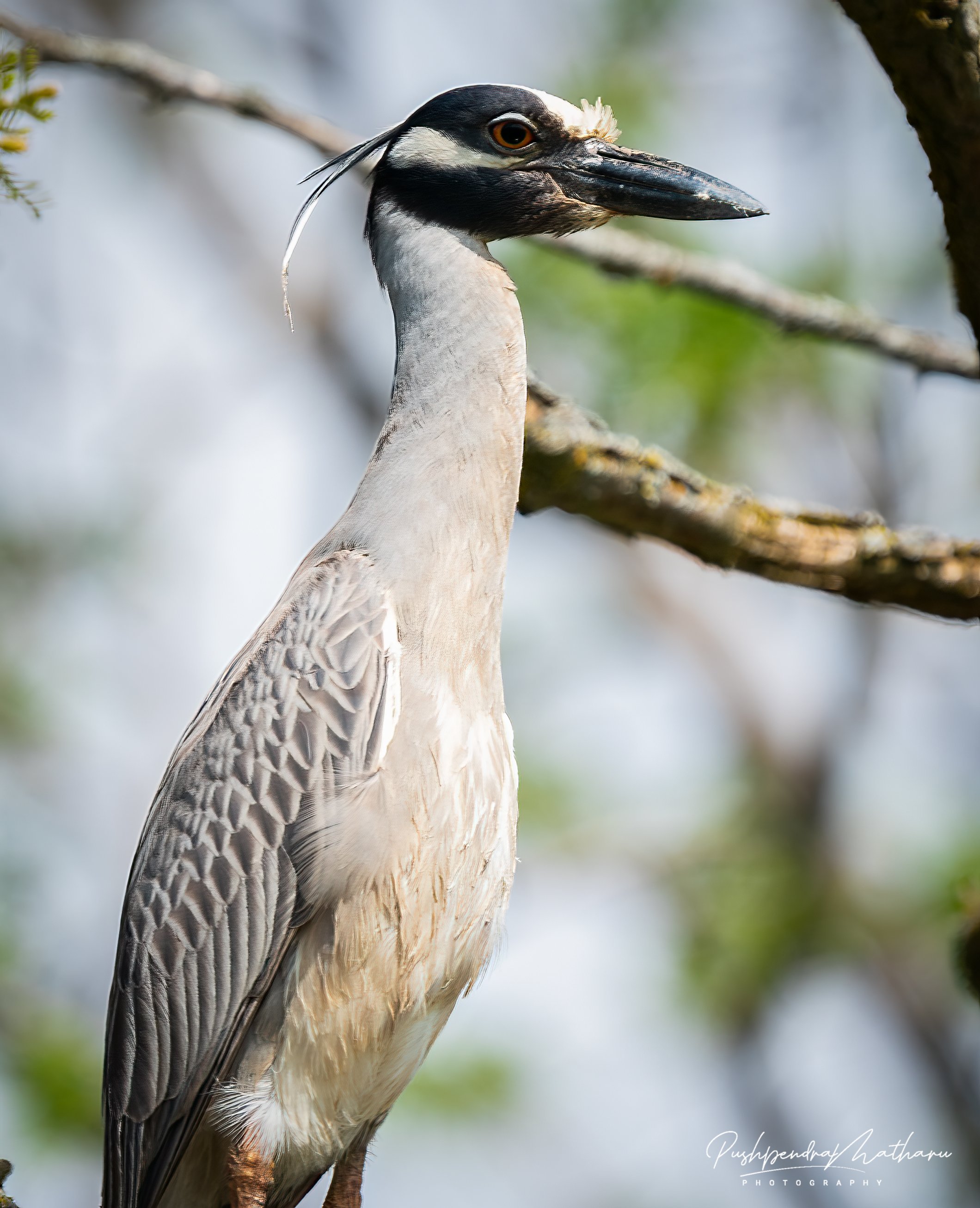 Yellow Crowned Night Heron