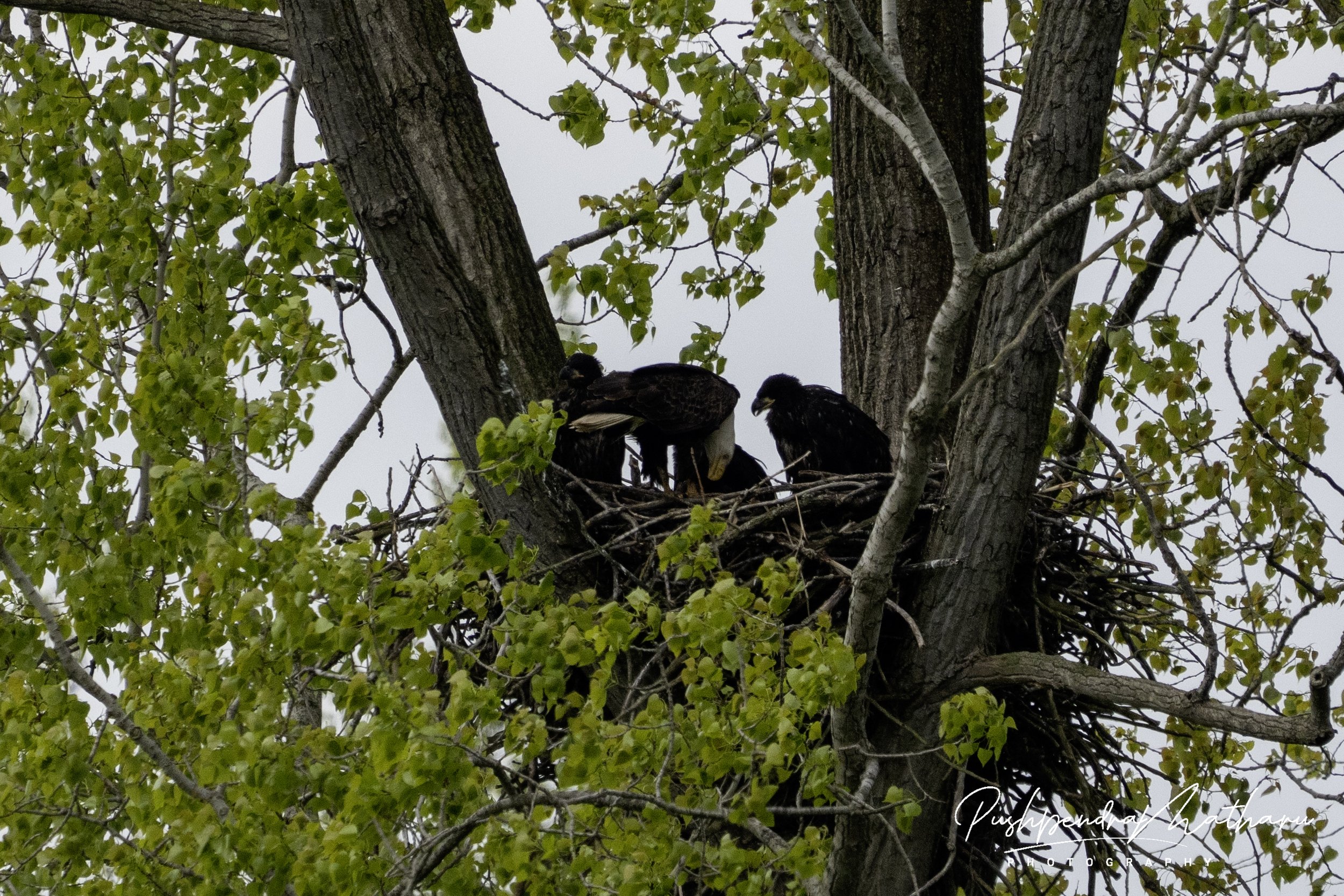 Bald Eagle nesting