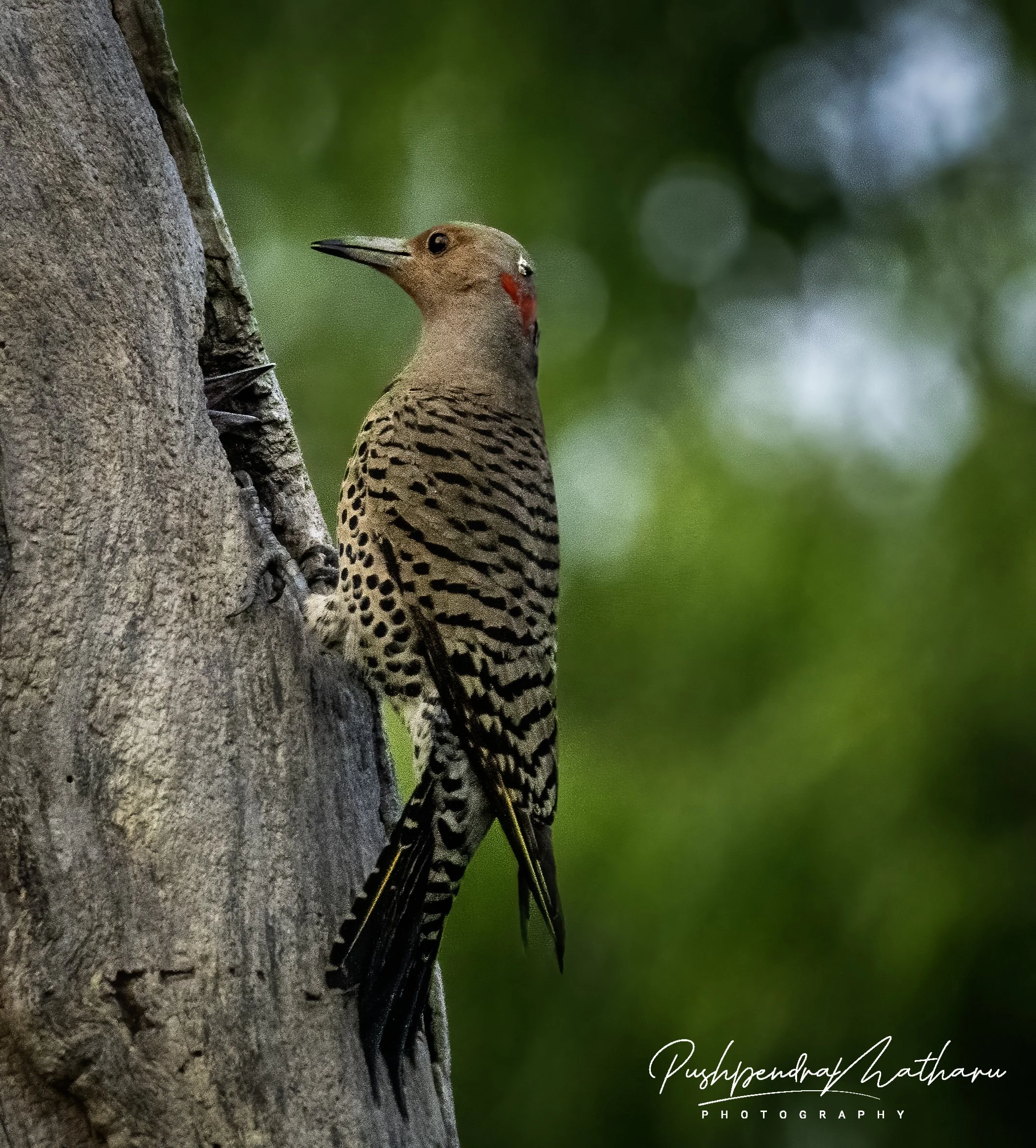 Northern Flicker feeding