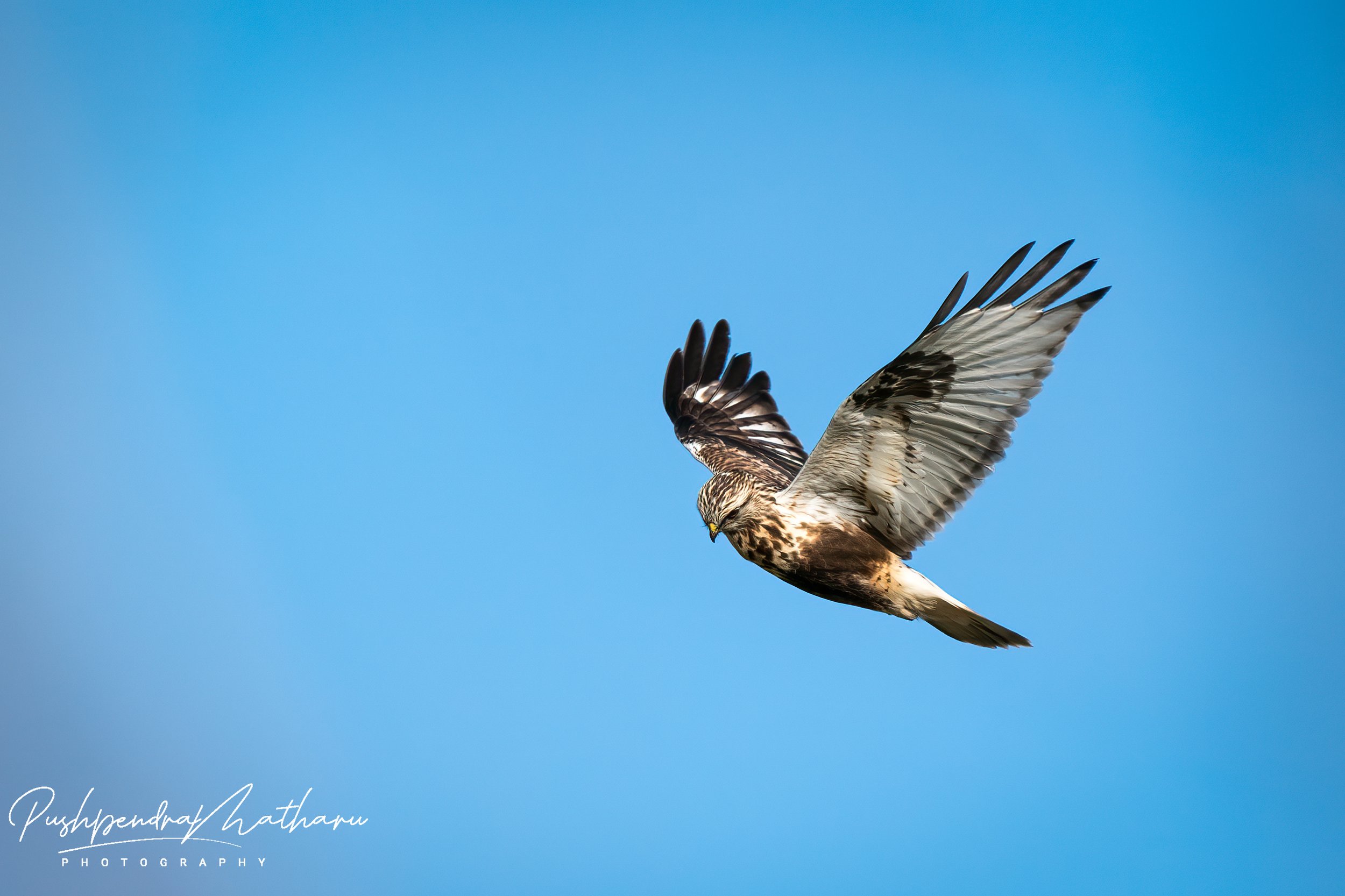 Rough-legged Hawk