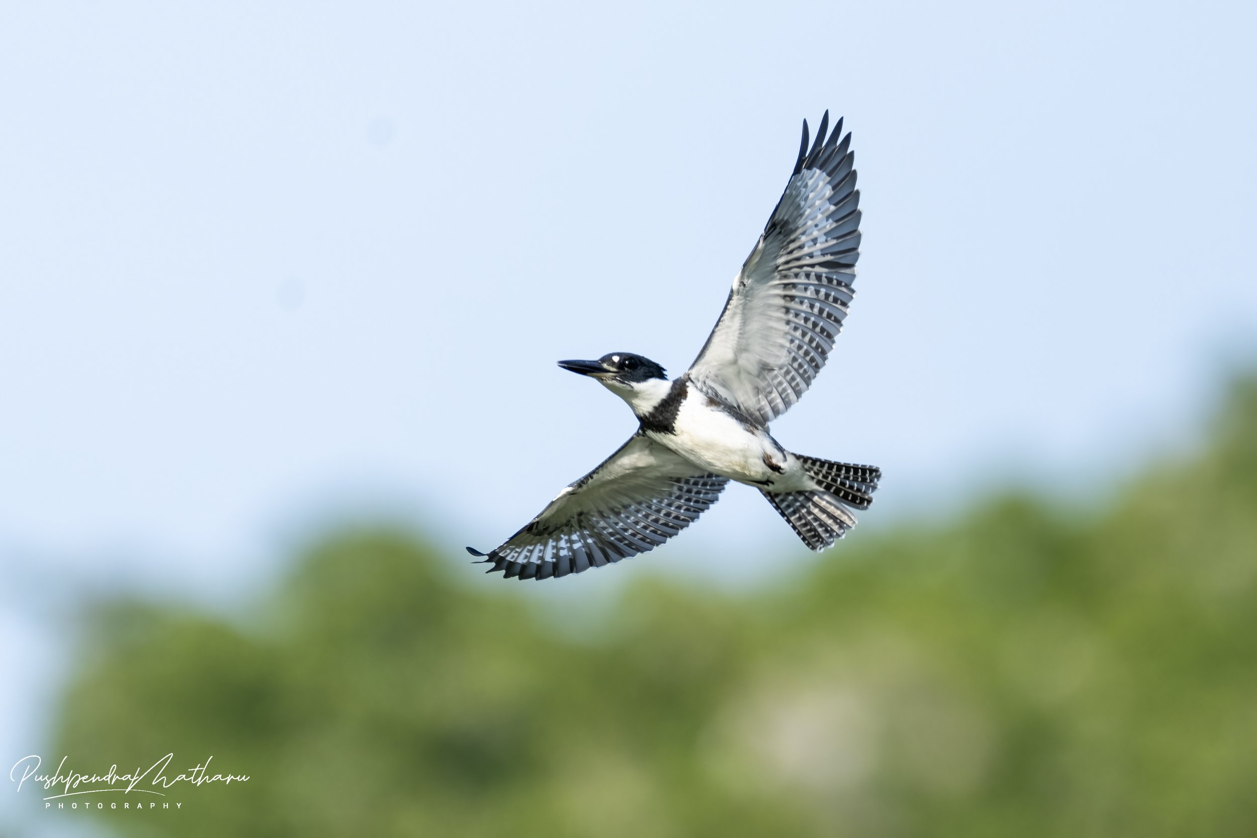 Belted Kingfisher