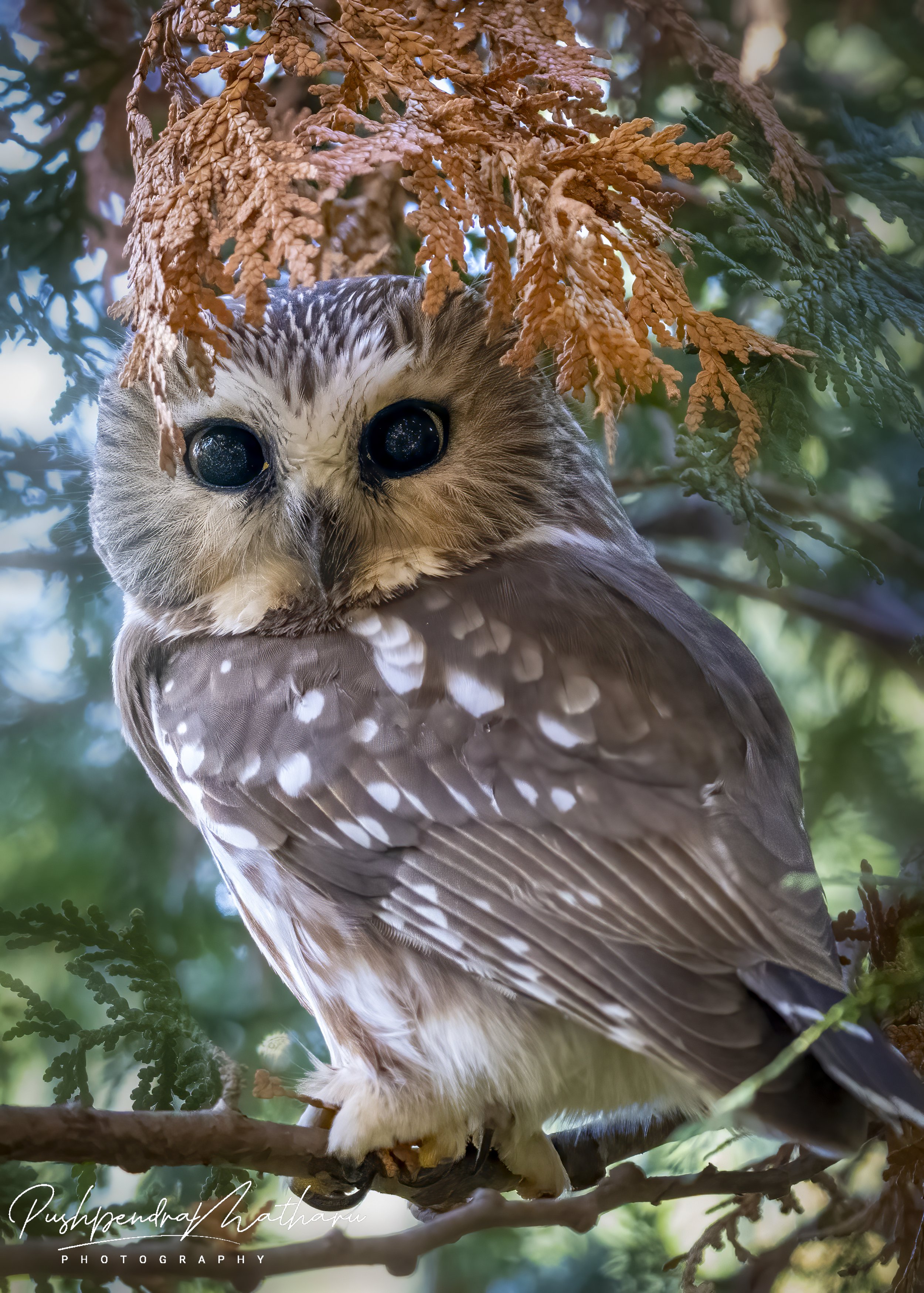 Northern Saw Whet Owl