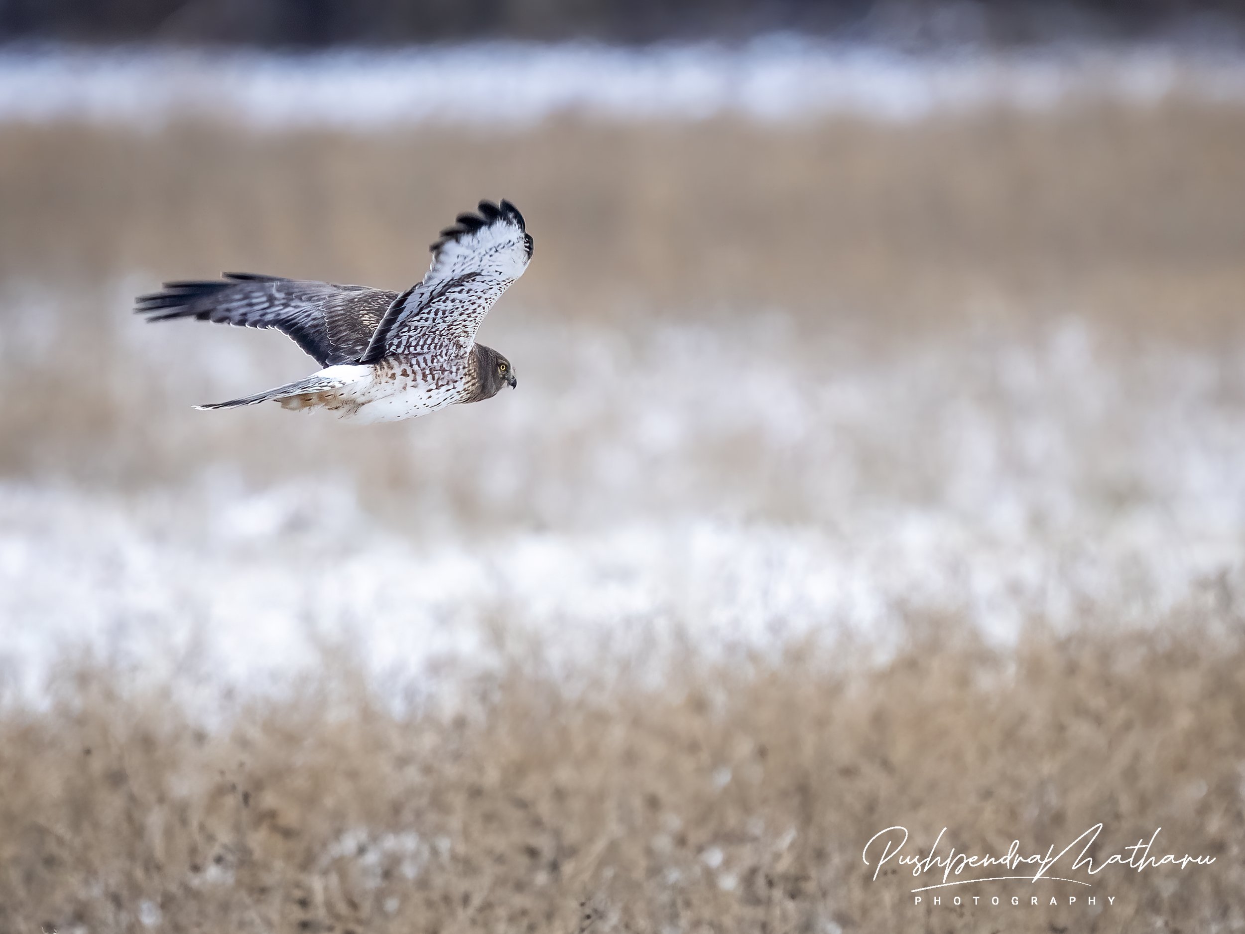 Northern Harrier - Gray Ghost