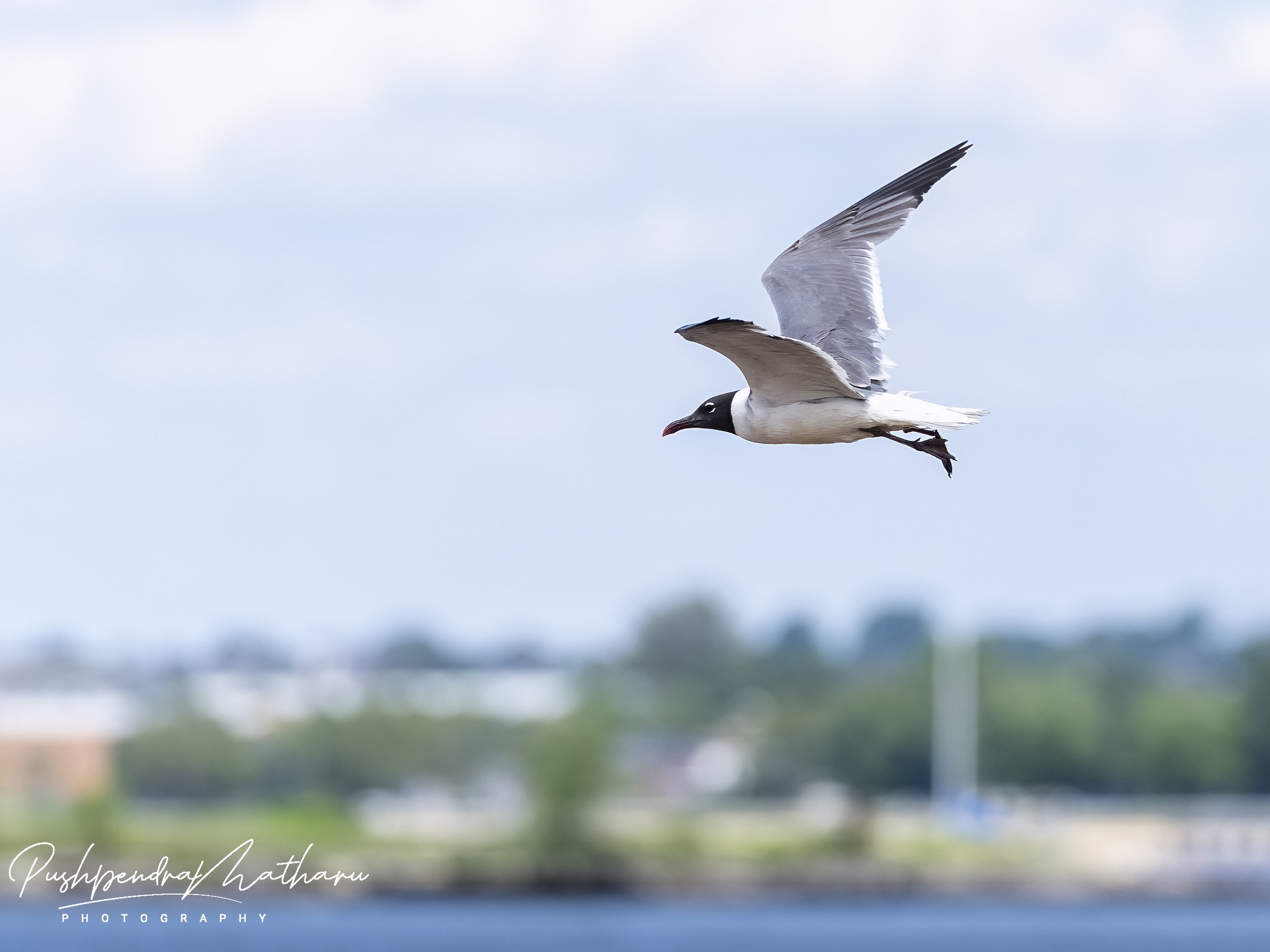 Franklin's Gull in Florida