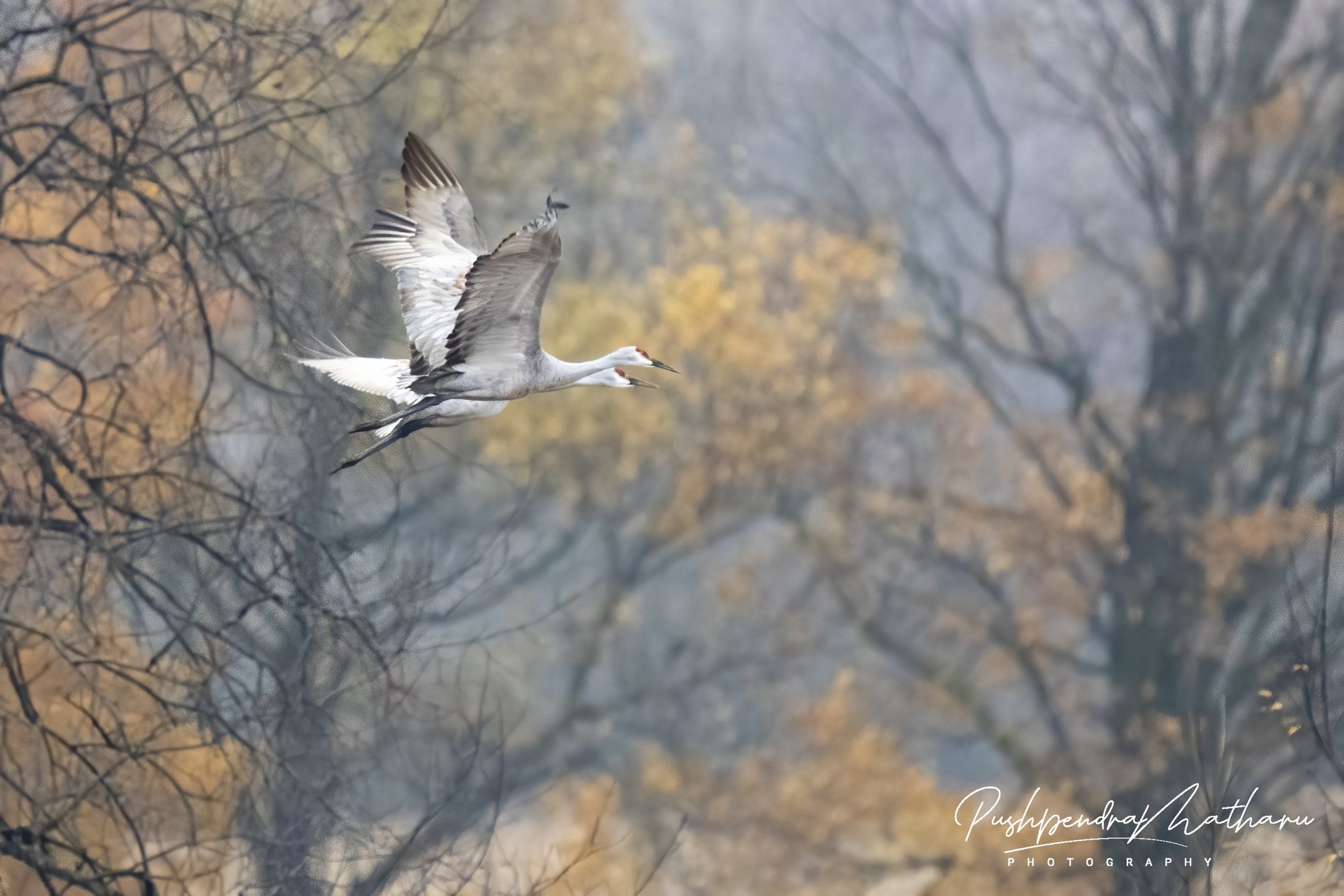 Sandhill Cranes