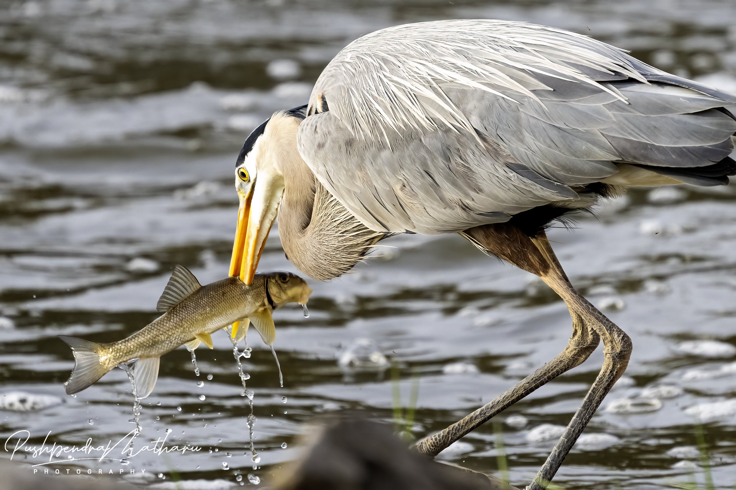 Great Blue Heron with fish