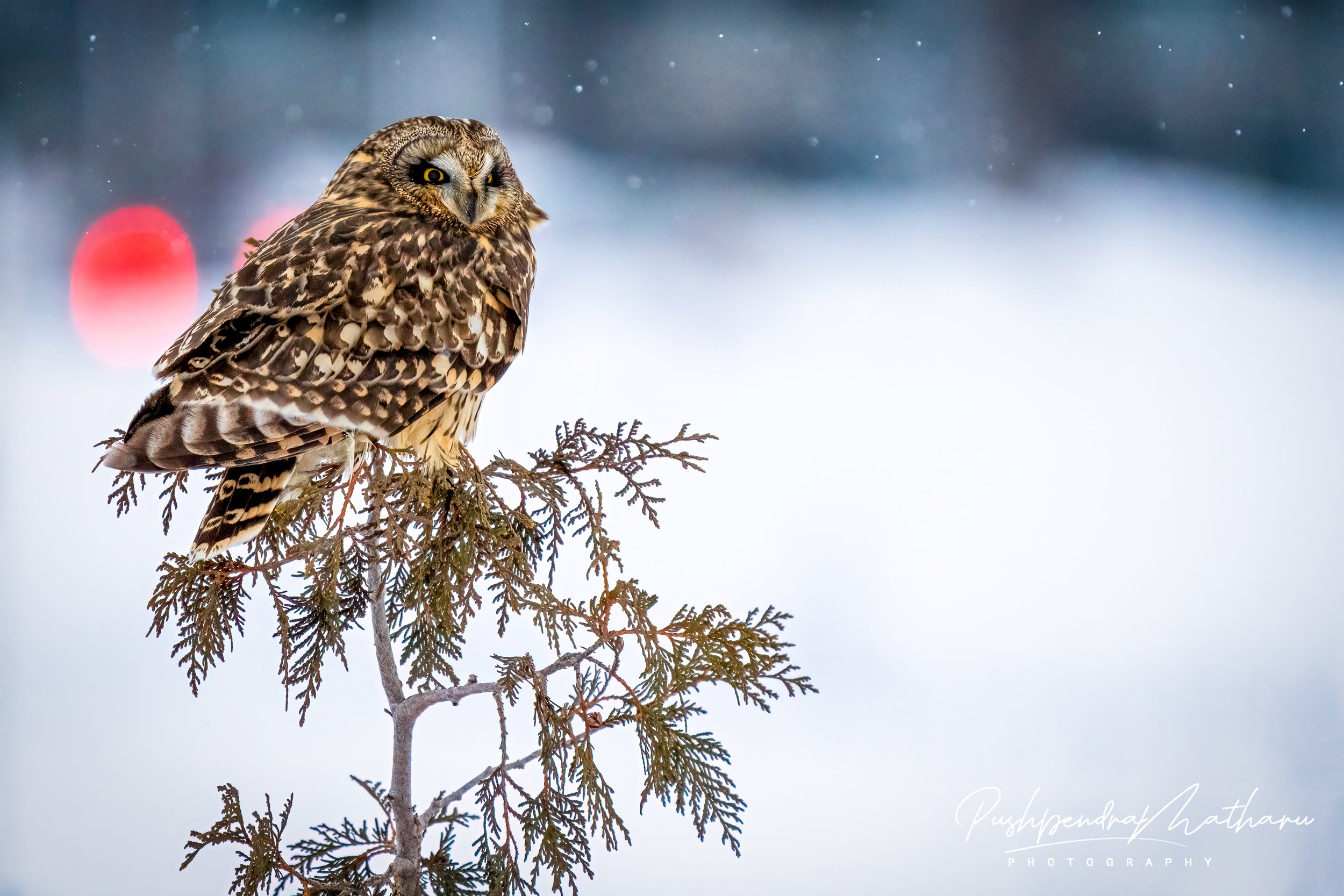 Short Eared Owl in snow