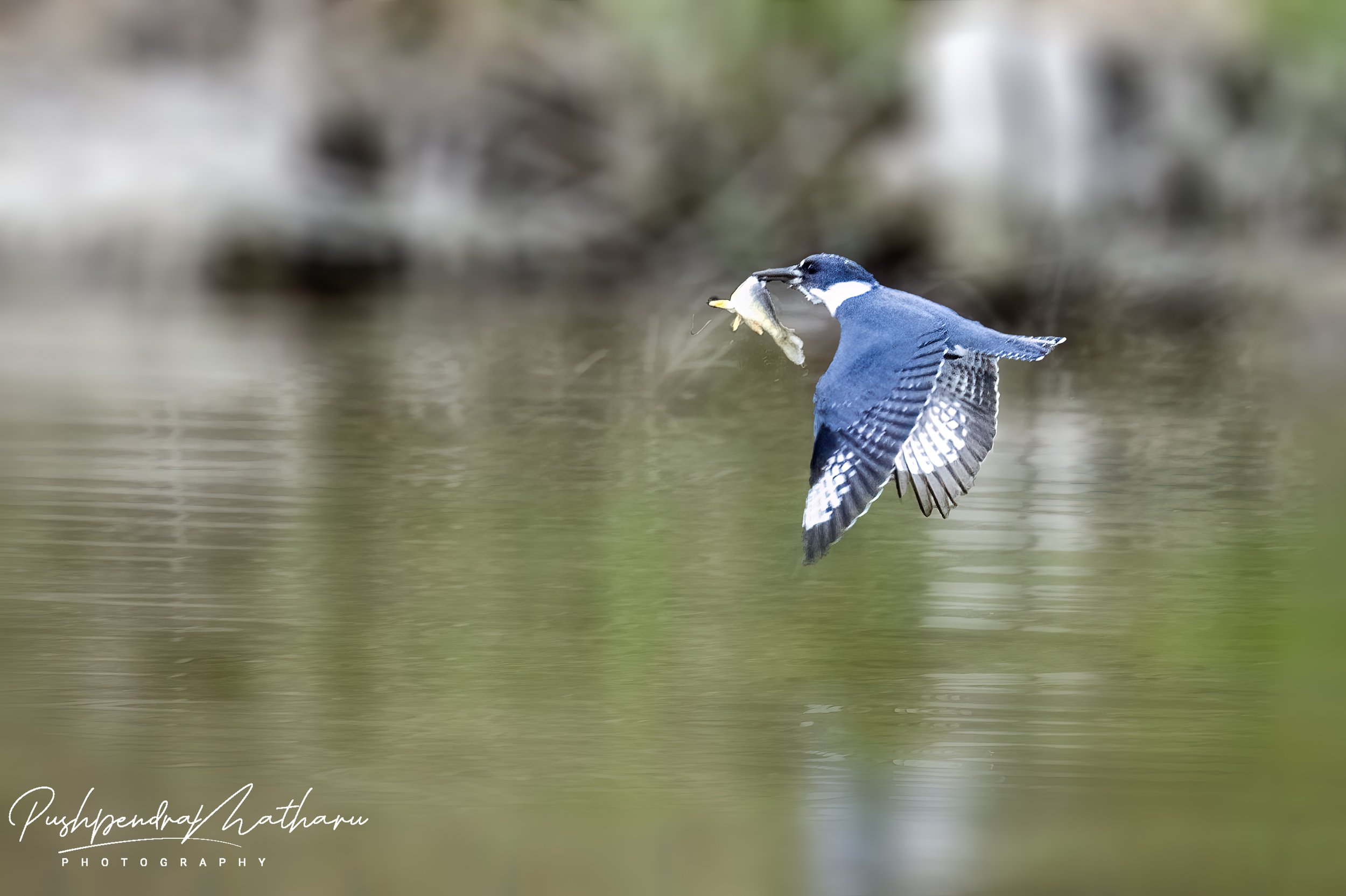 Belted Kingfisher with fish