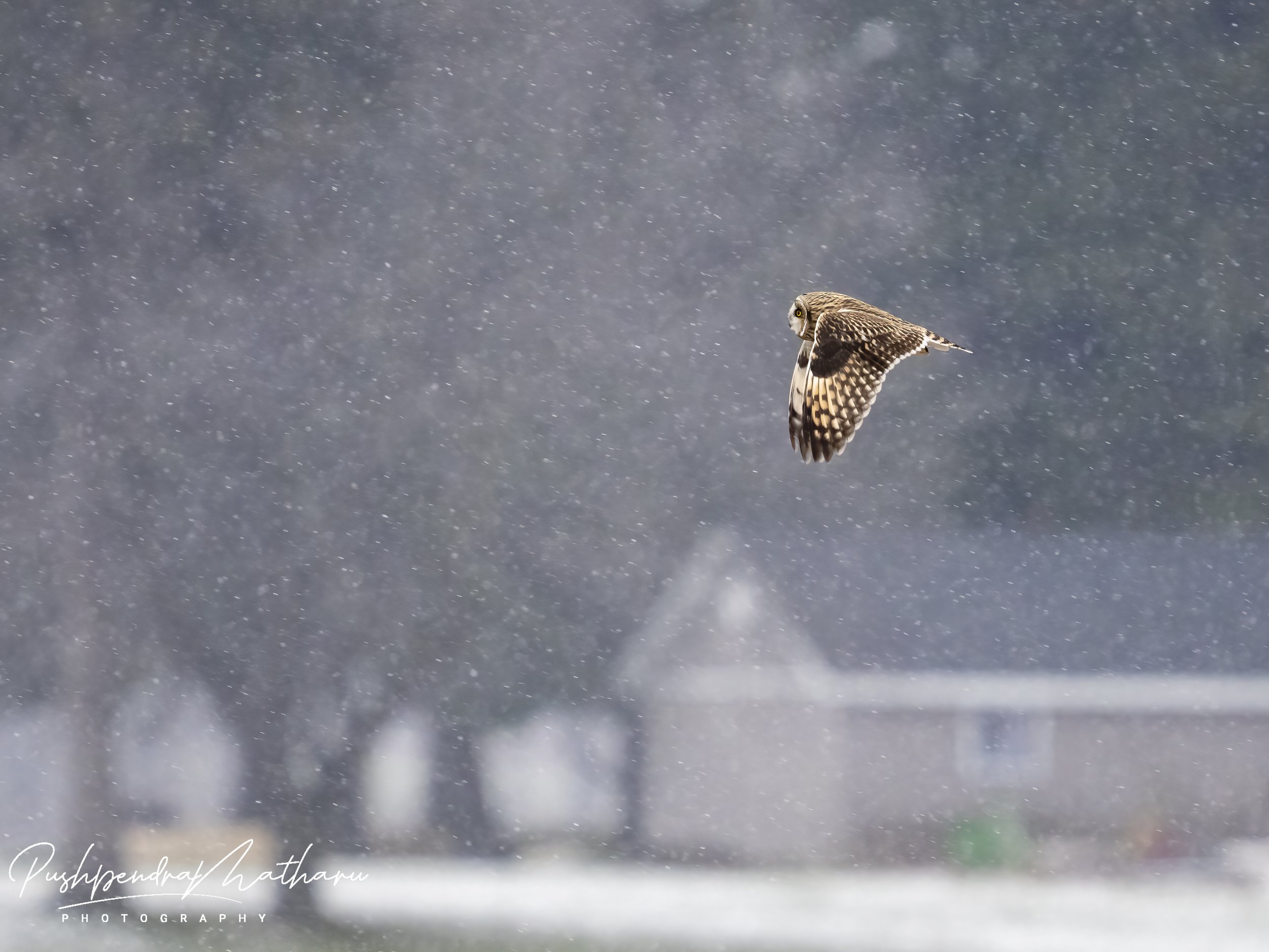 Short Eared Owl in snow