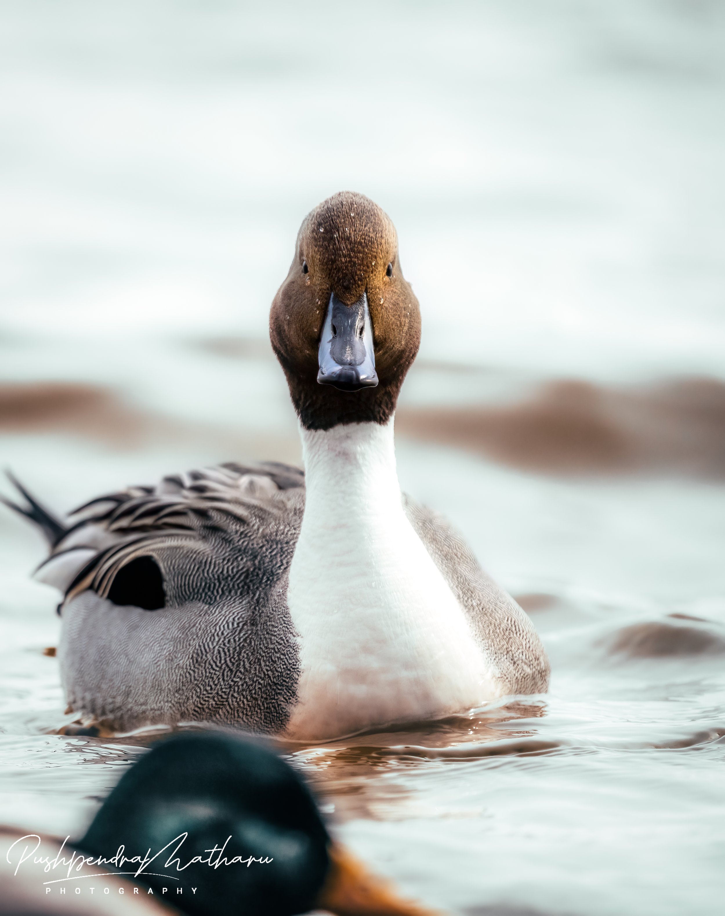Northern Pintail