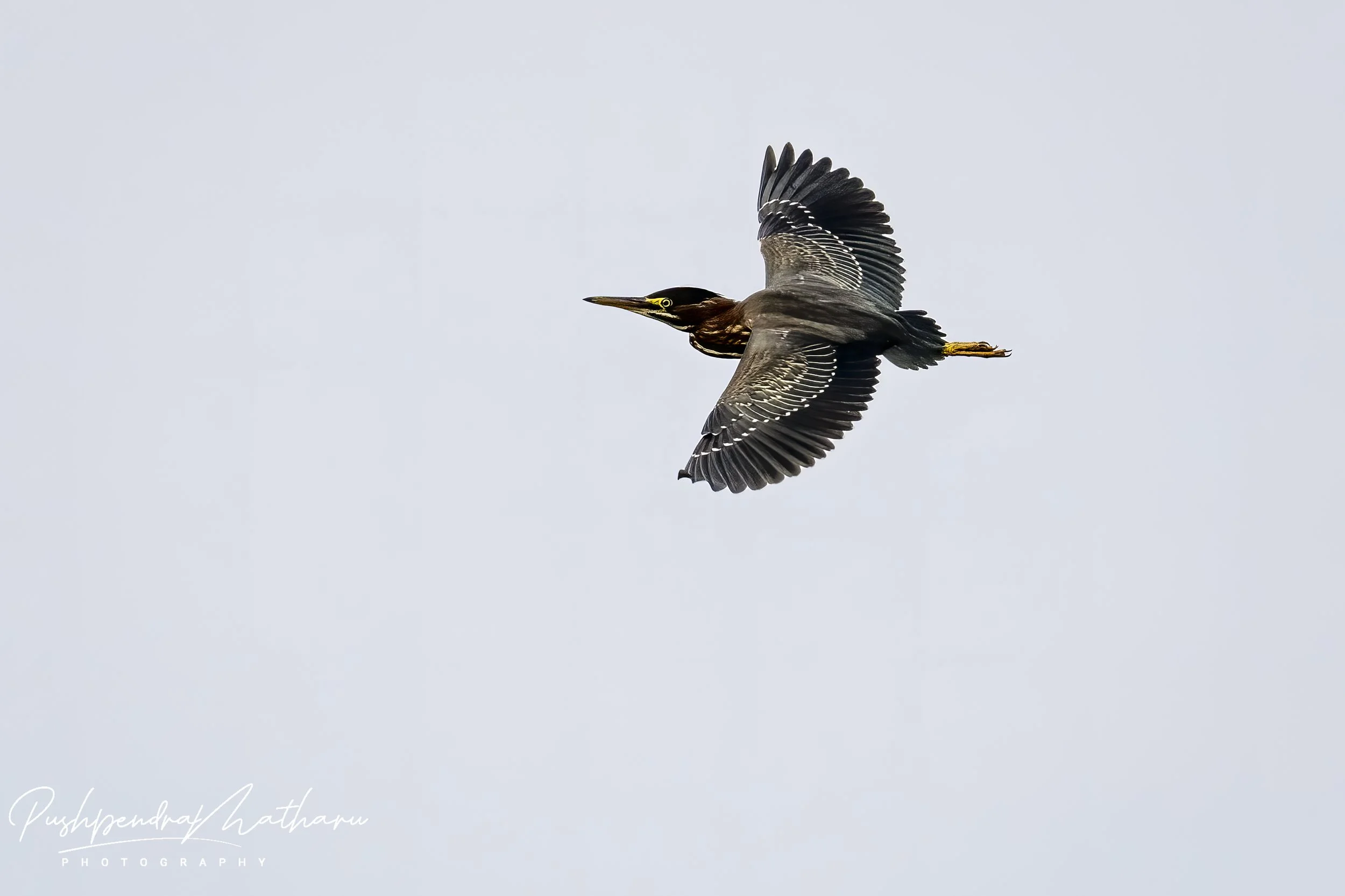 Green Heron
