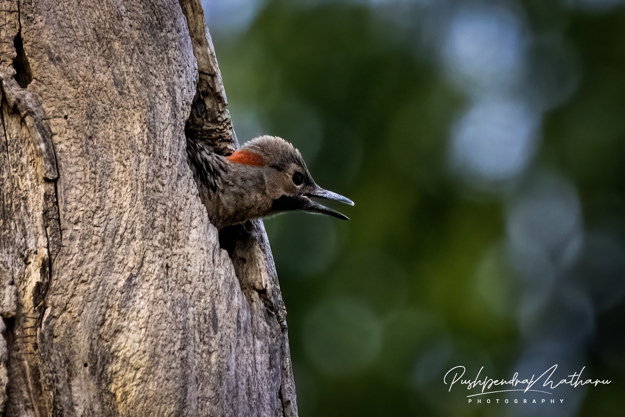 Northern Flicker - Juvenile