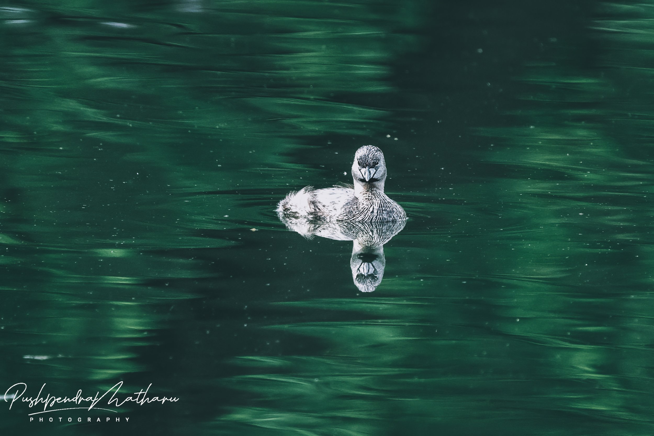 Pied-billed Grebe